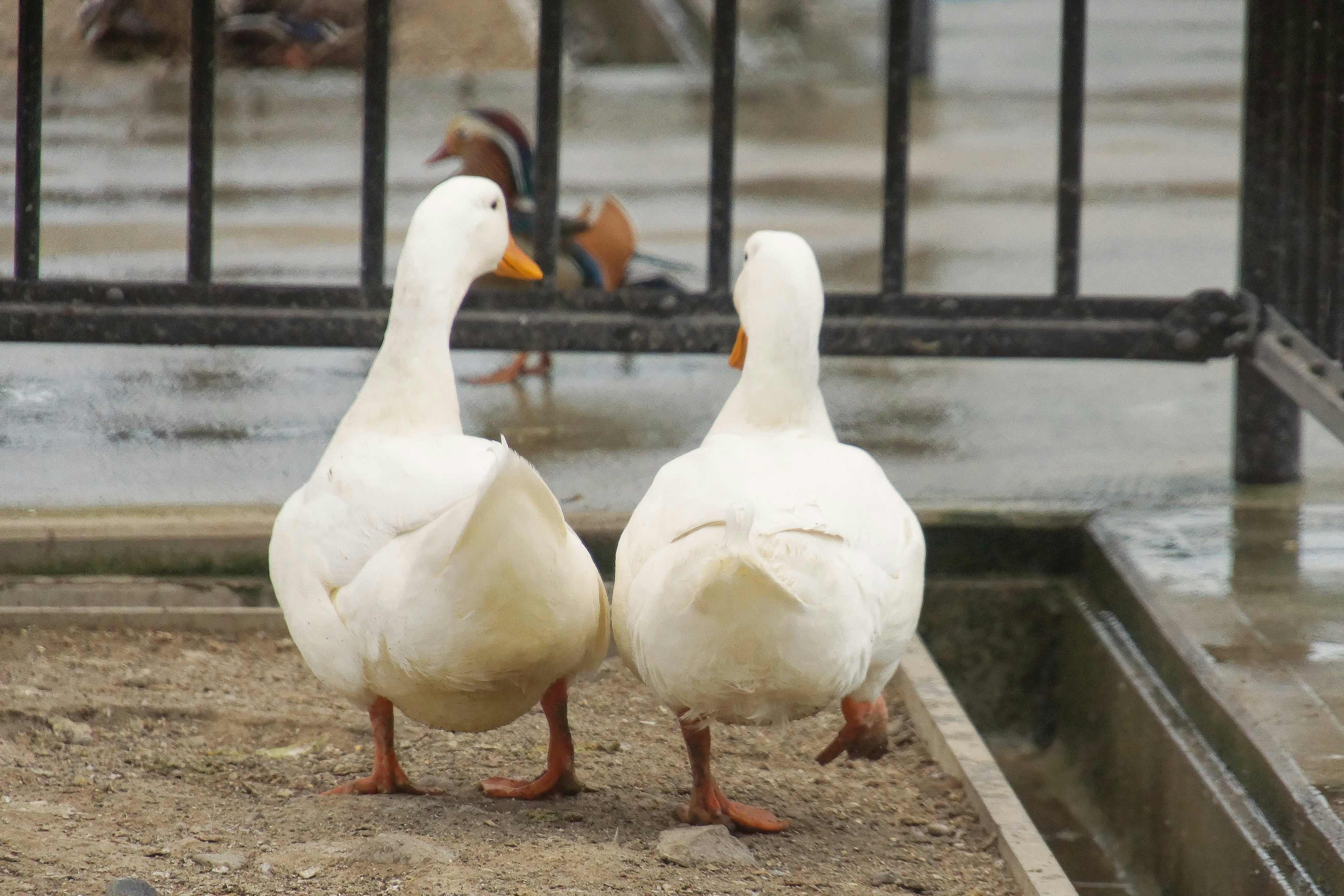 Two white ducks standing back to back