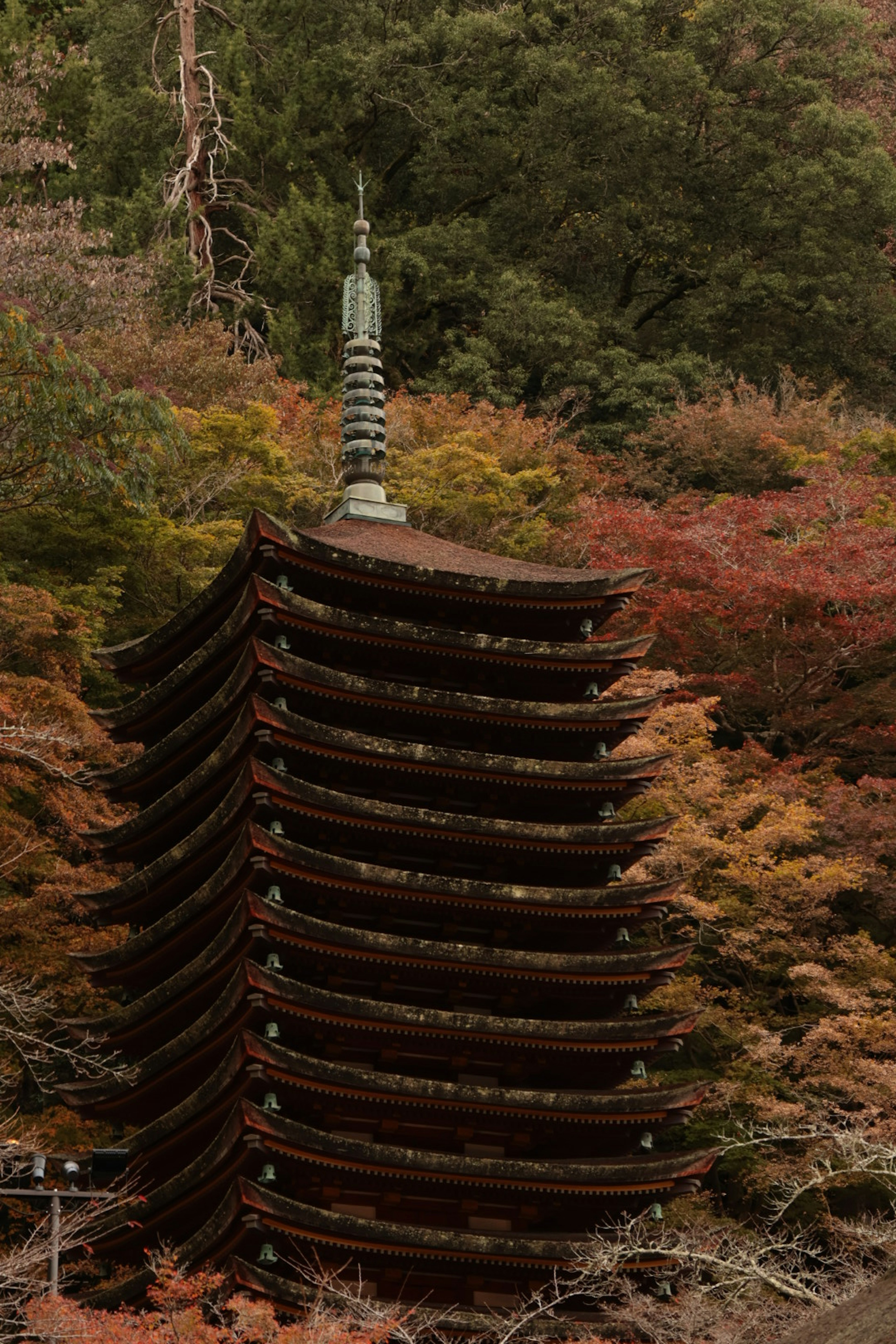 Bellissima pagoda a cinque piani circondata da foglie autunnali colorate