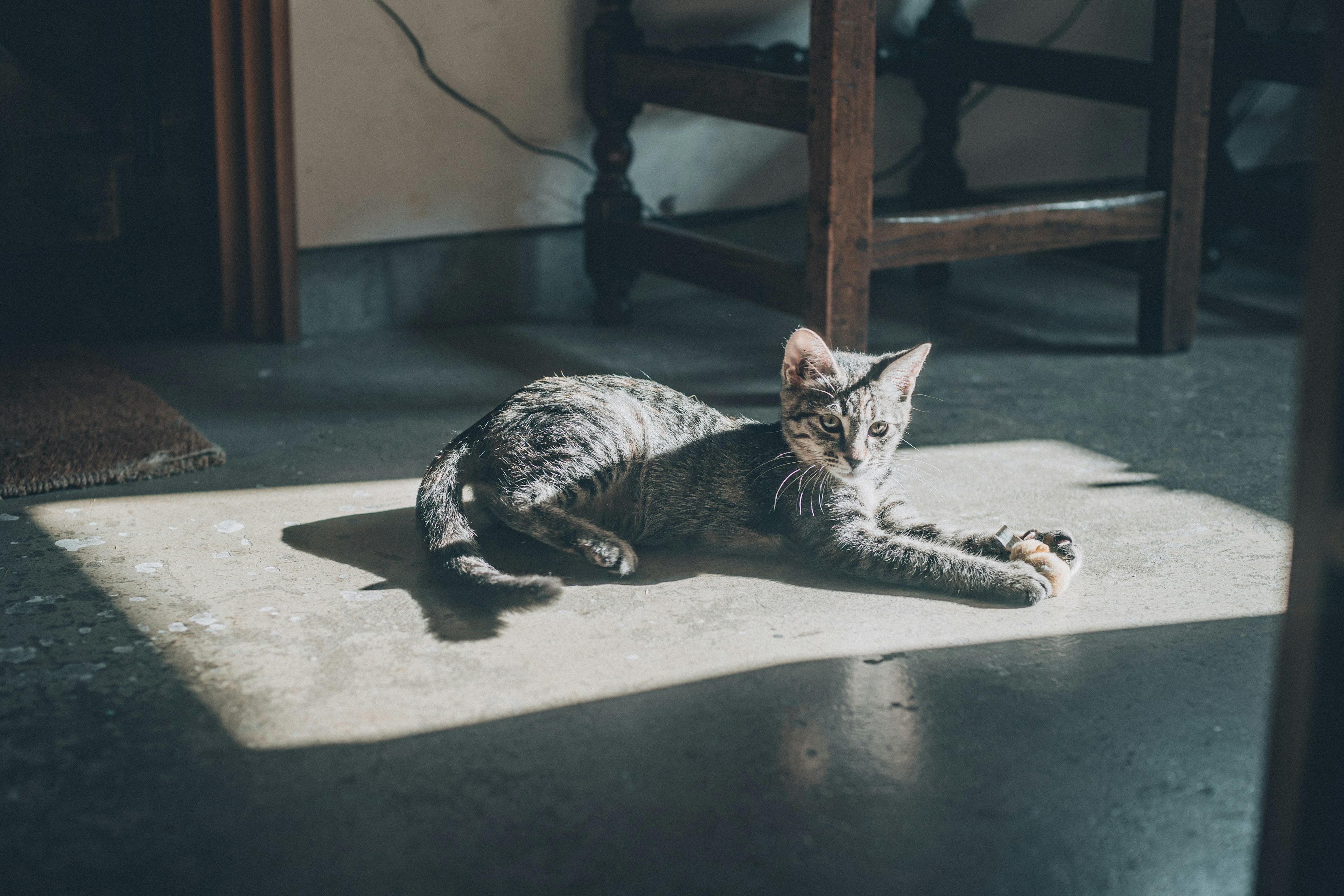 Chat gris se détendant au soleil sur le sol