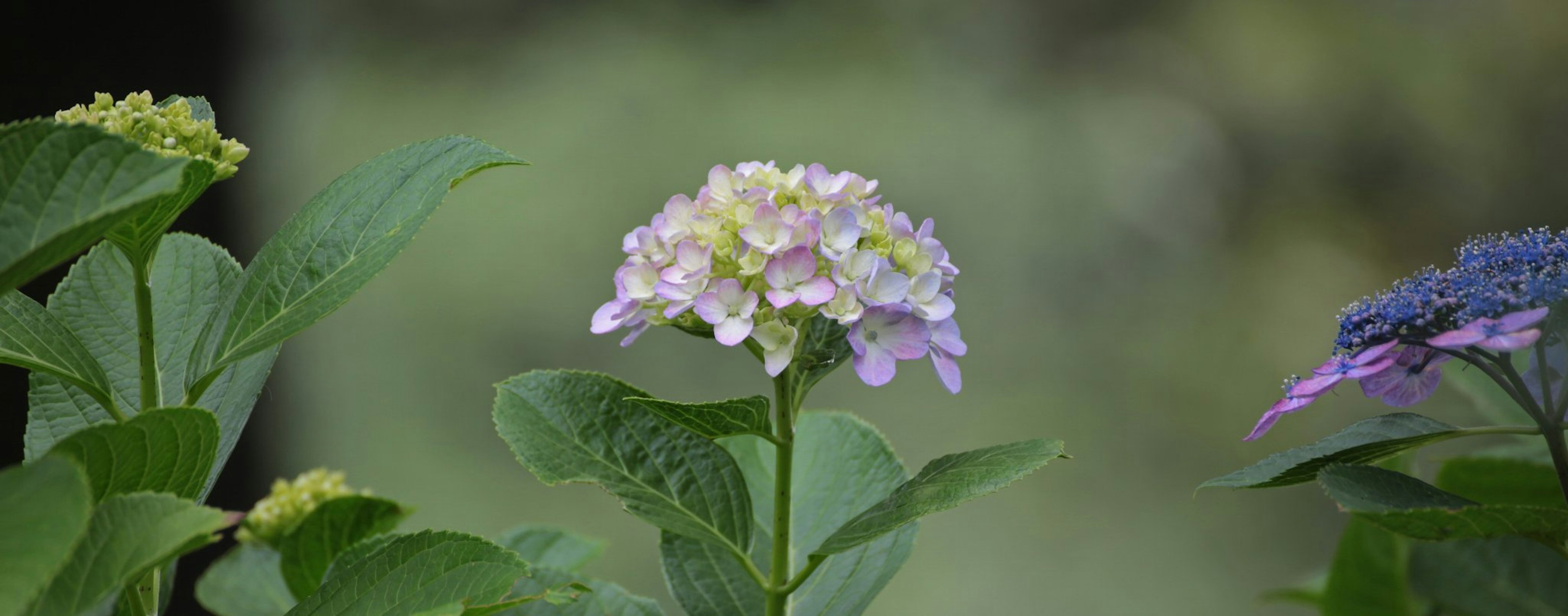 开花植物的特写，紫色和绿色花瓣