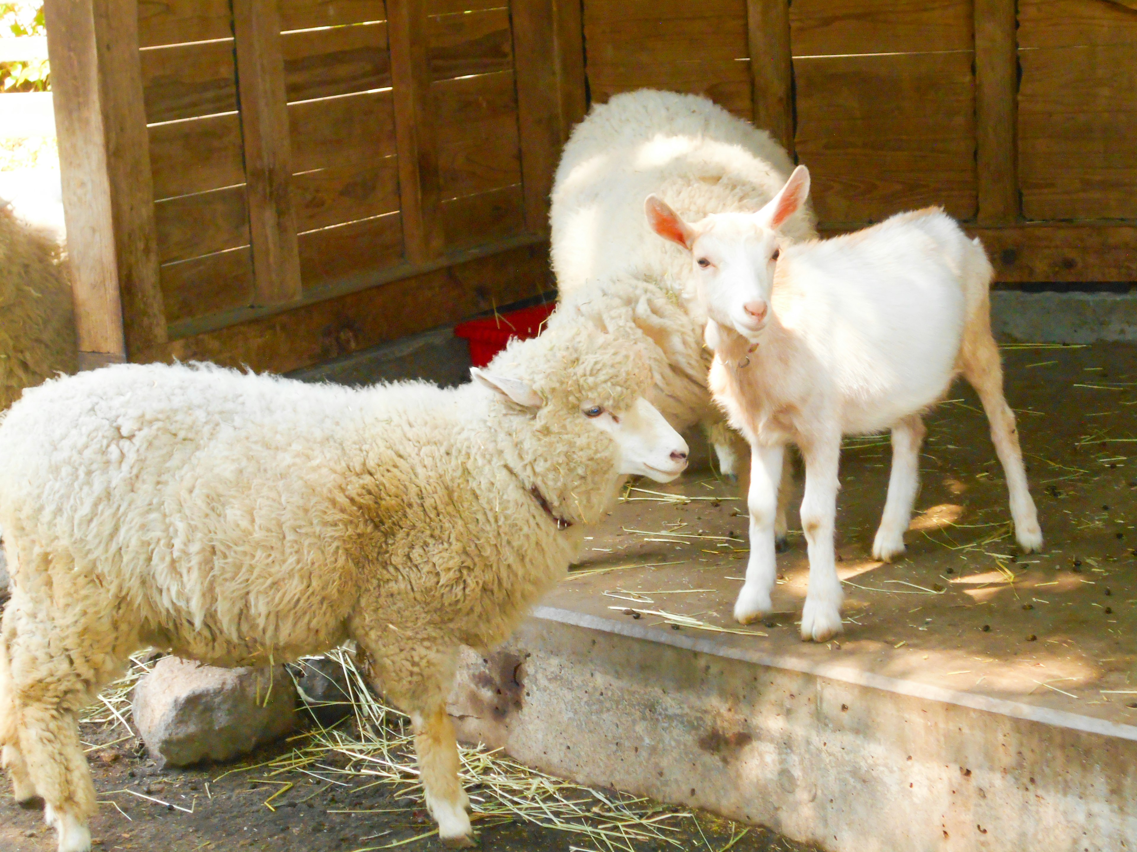 Una pecora e un agnello davanti a un fienile