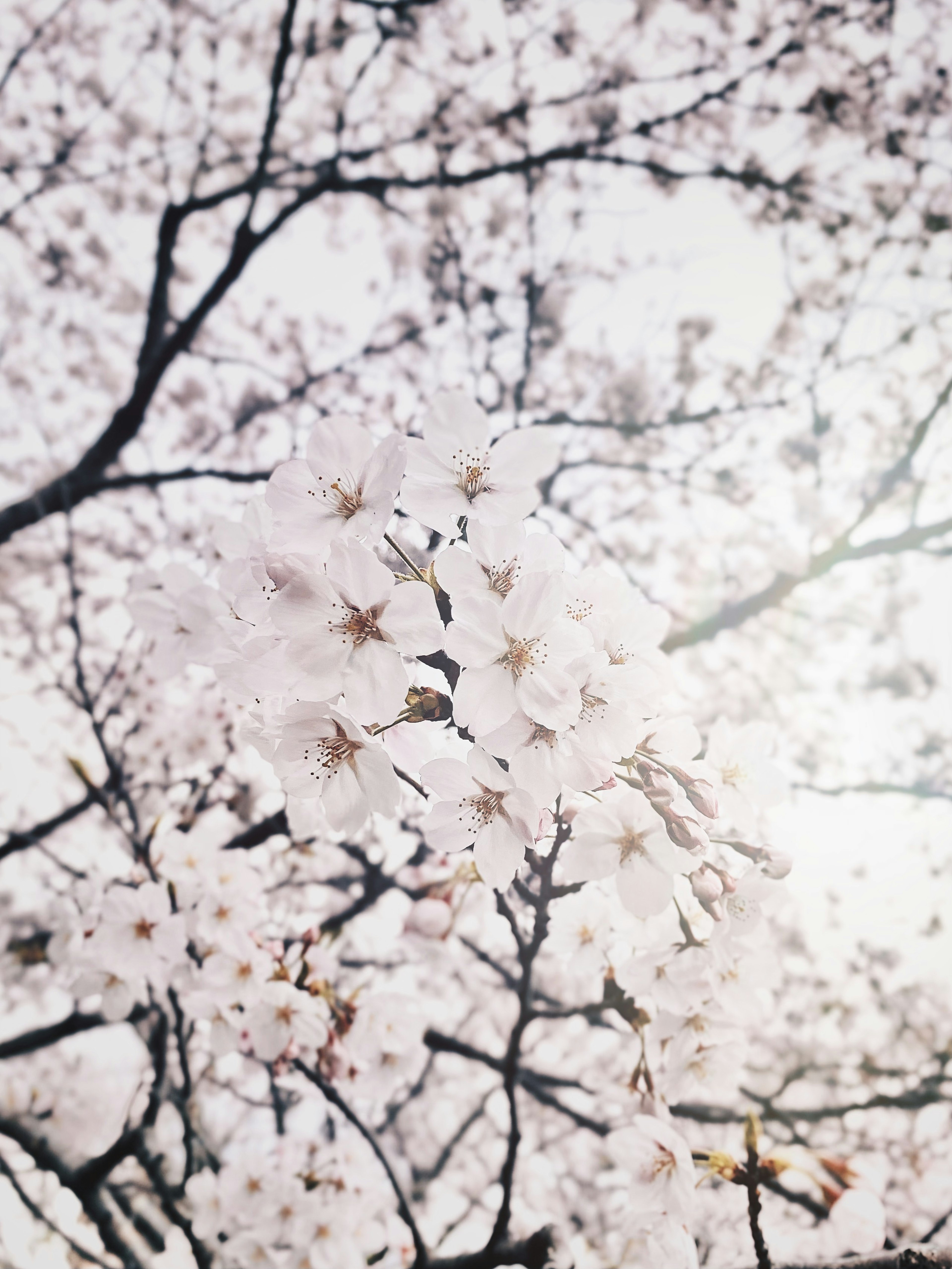 Foto close-up bunga sakura di pohon