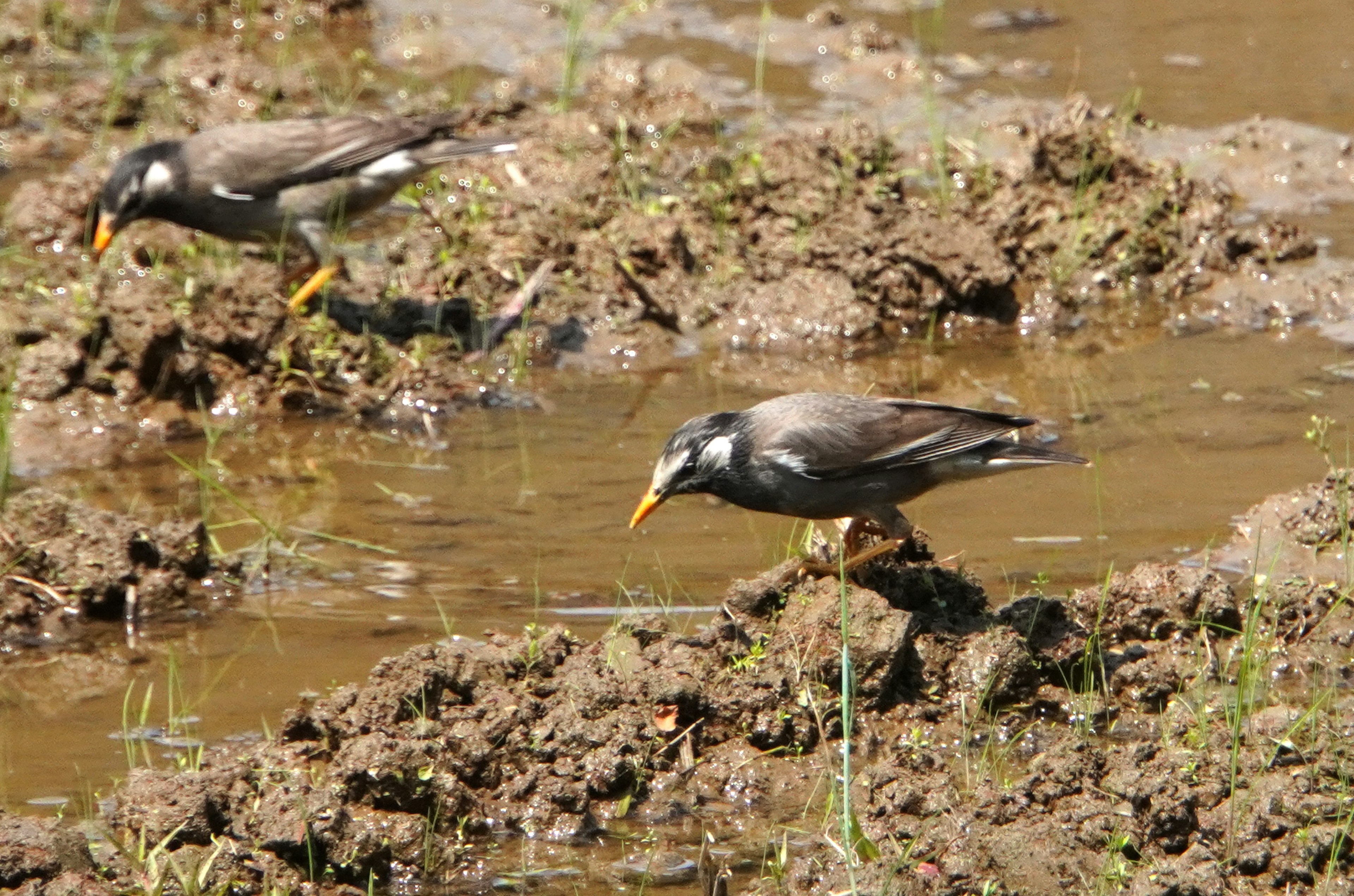 Dos aves buscando alimento en un campo de arroz fangoso