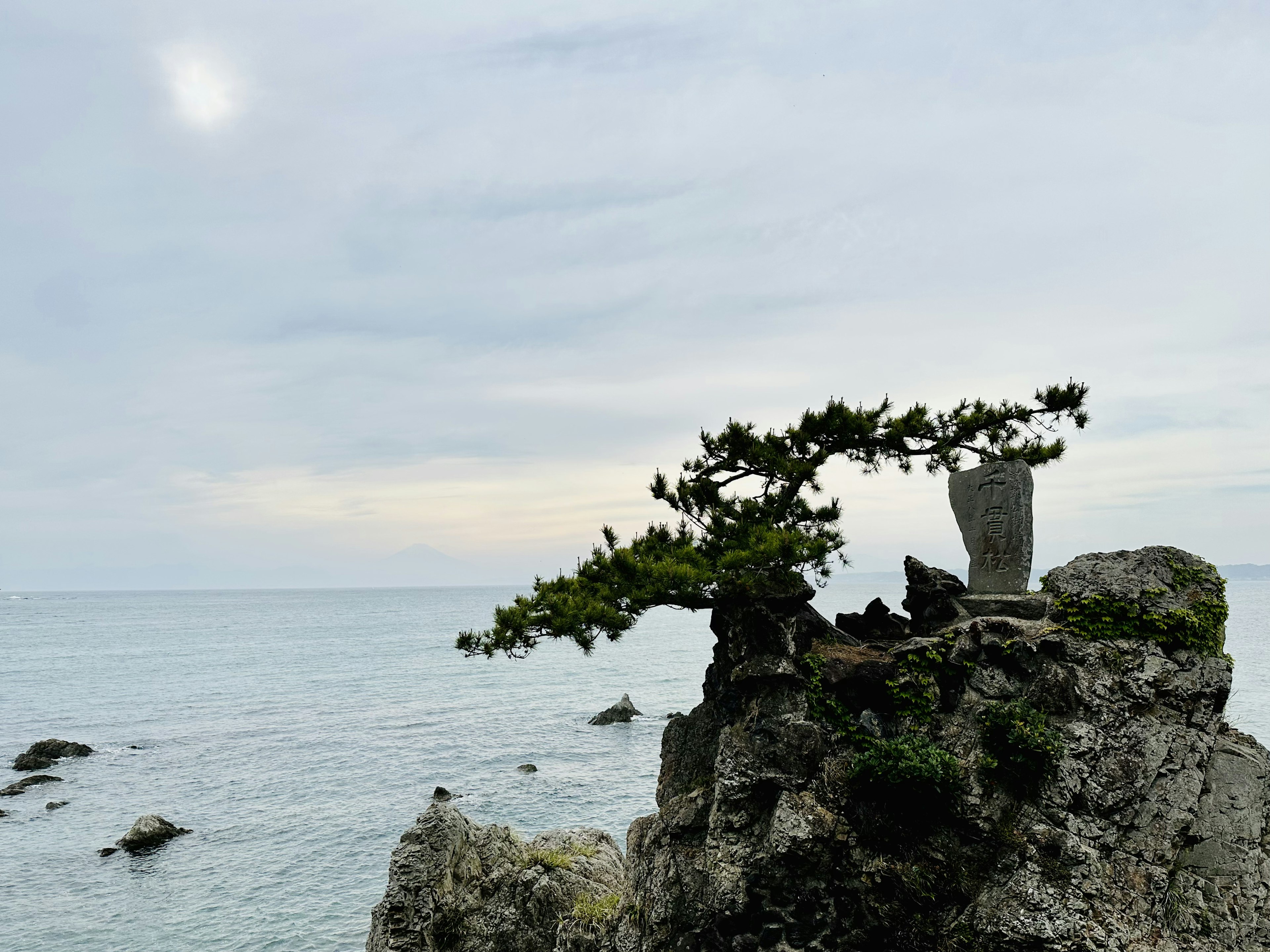 海の近くの岩に立つ盆栽のような木と穏やかな海の風景