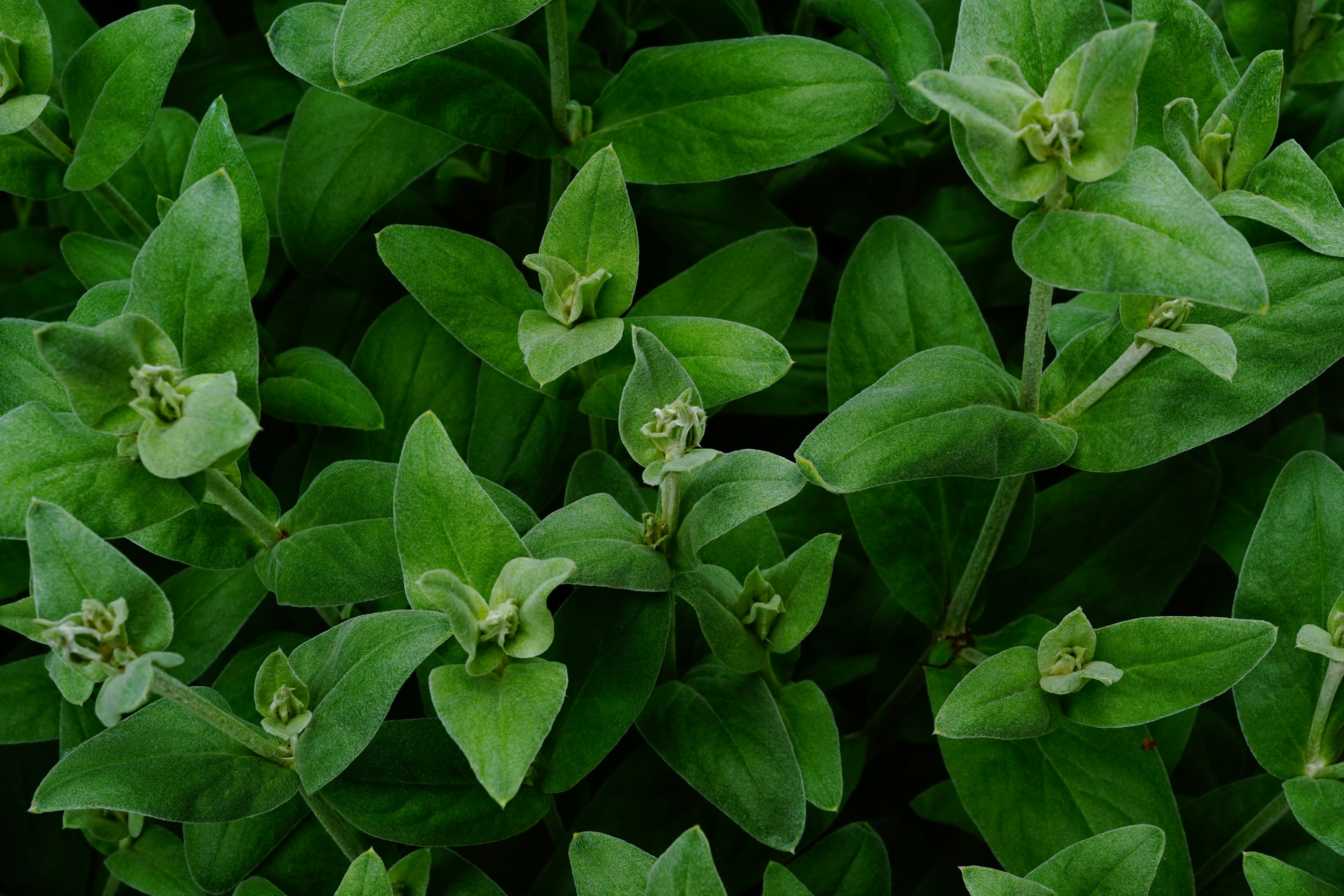 Kelompok daun hijau cerah yang padat