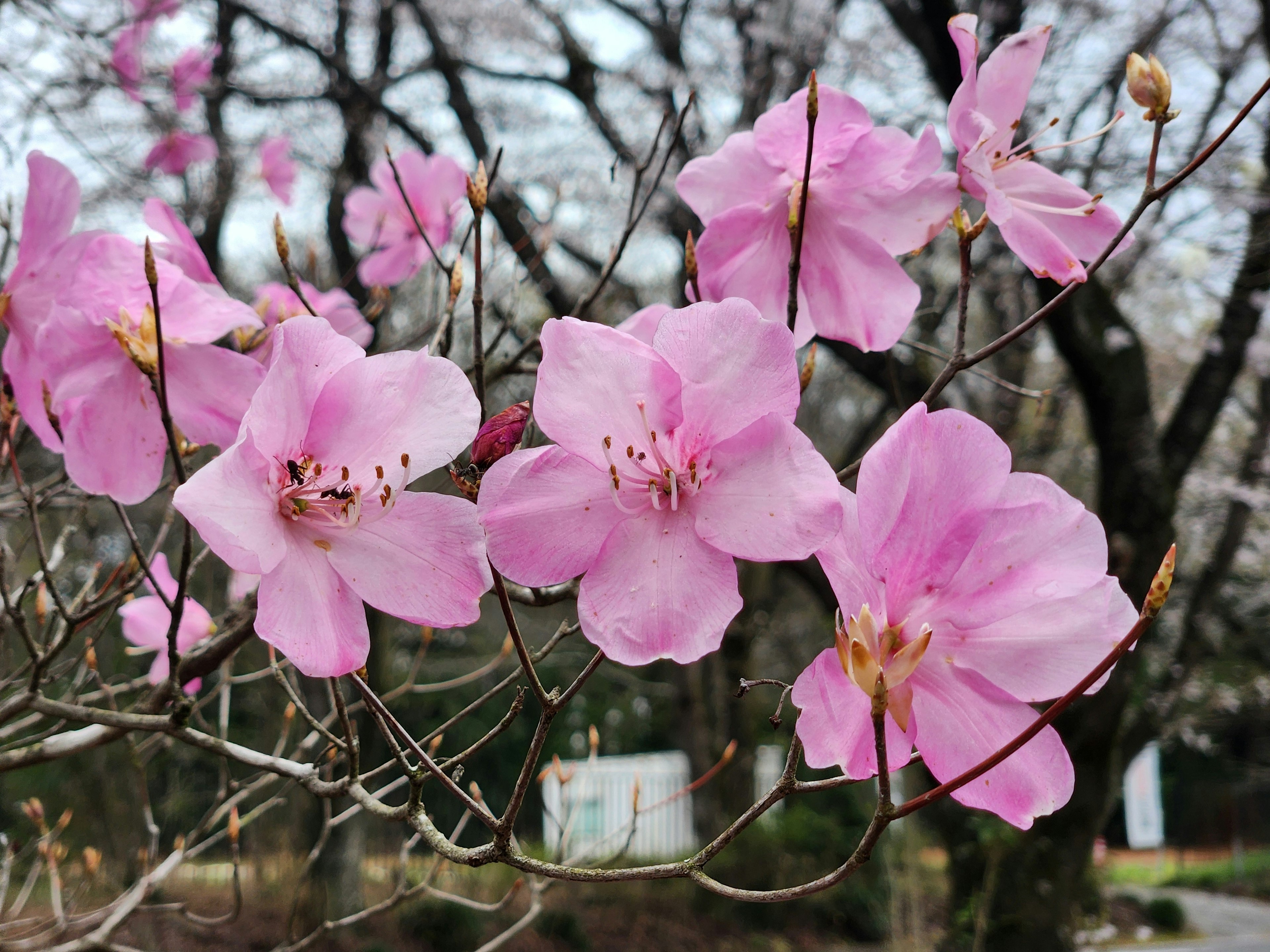 Close-up of pale pink flowers blooming on branches