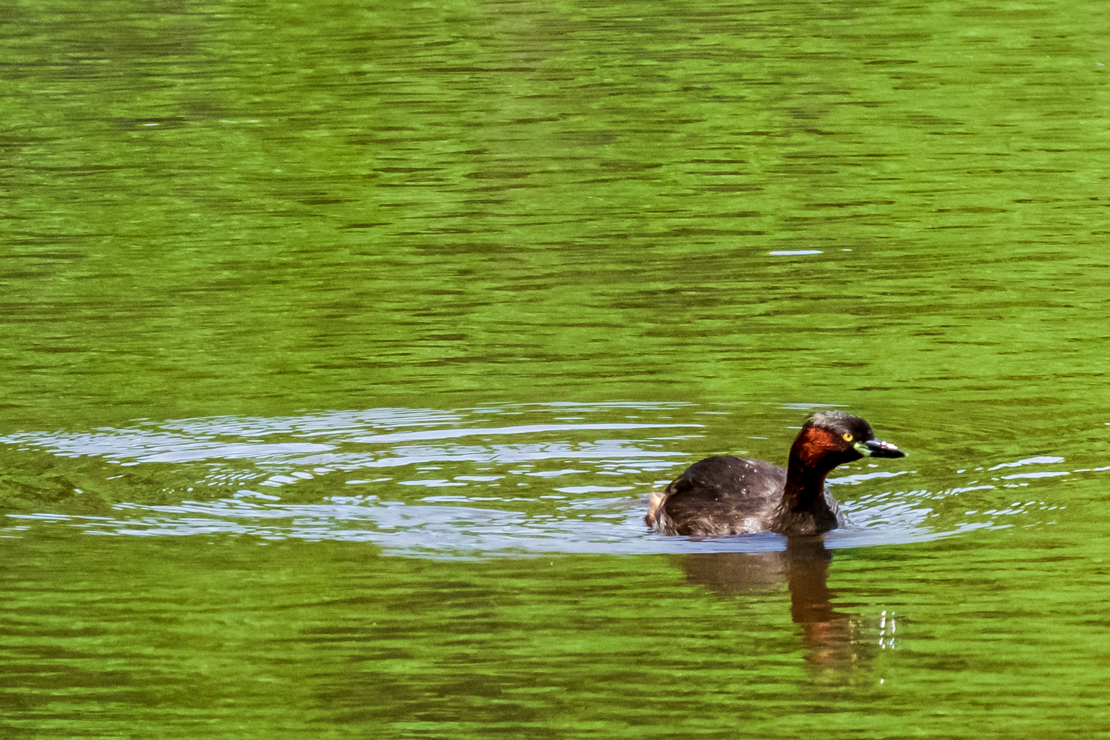 Seekor burung kecil yang berenang di kolam hijau