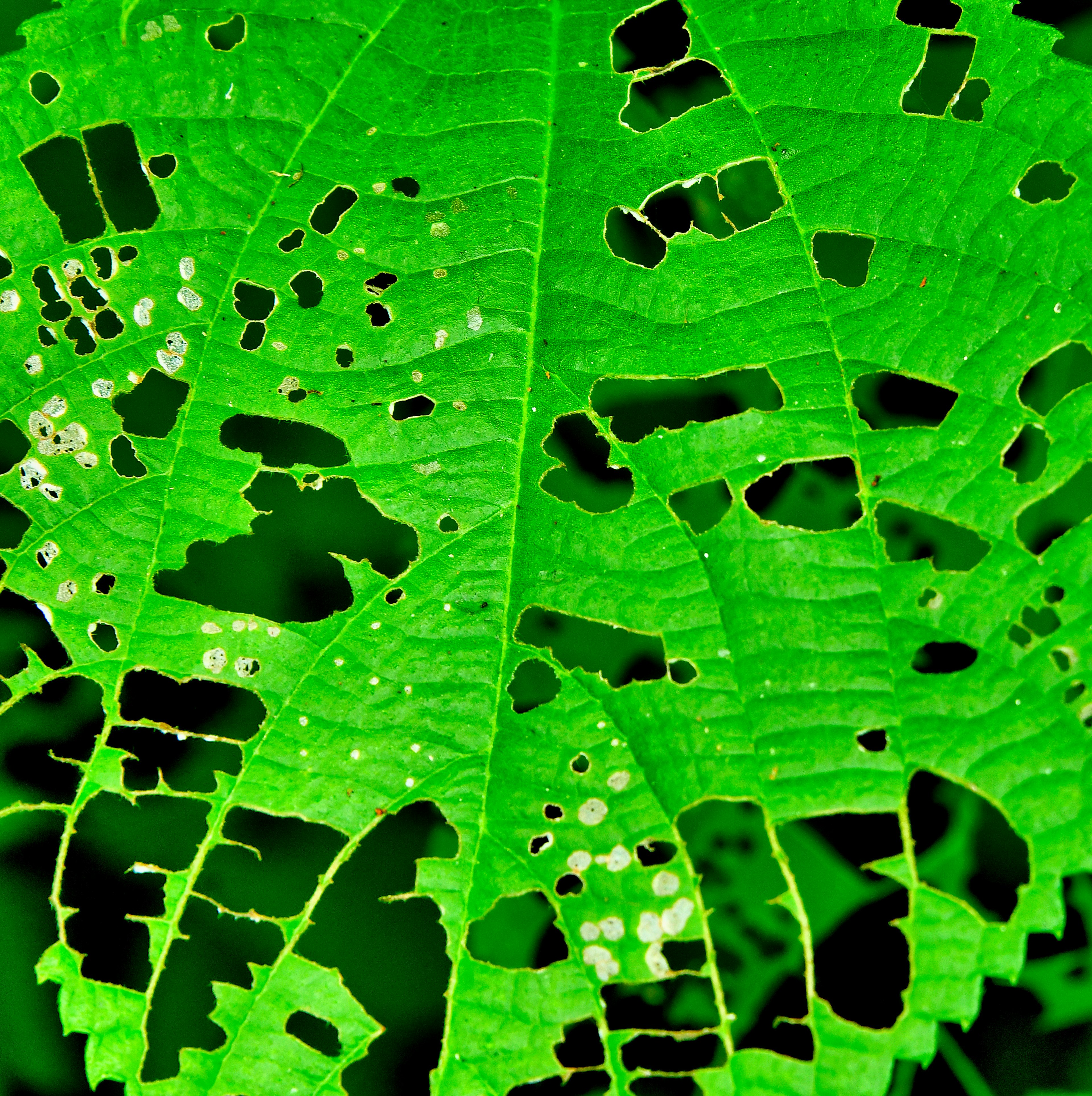 Primer plano de una hoja verde con agujeros y patrones distintivos