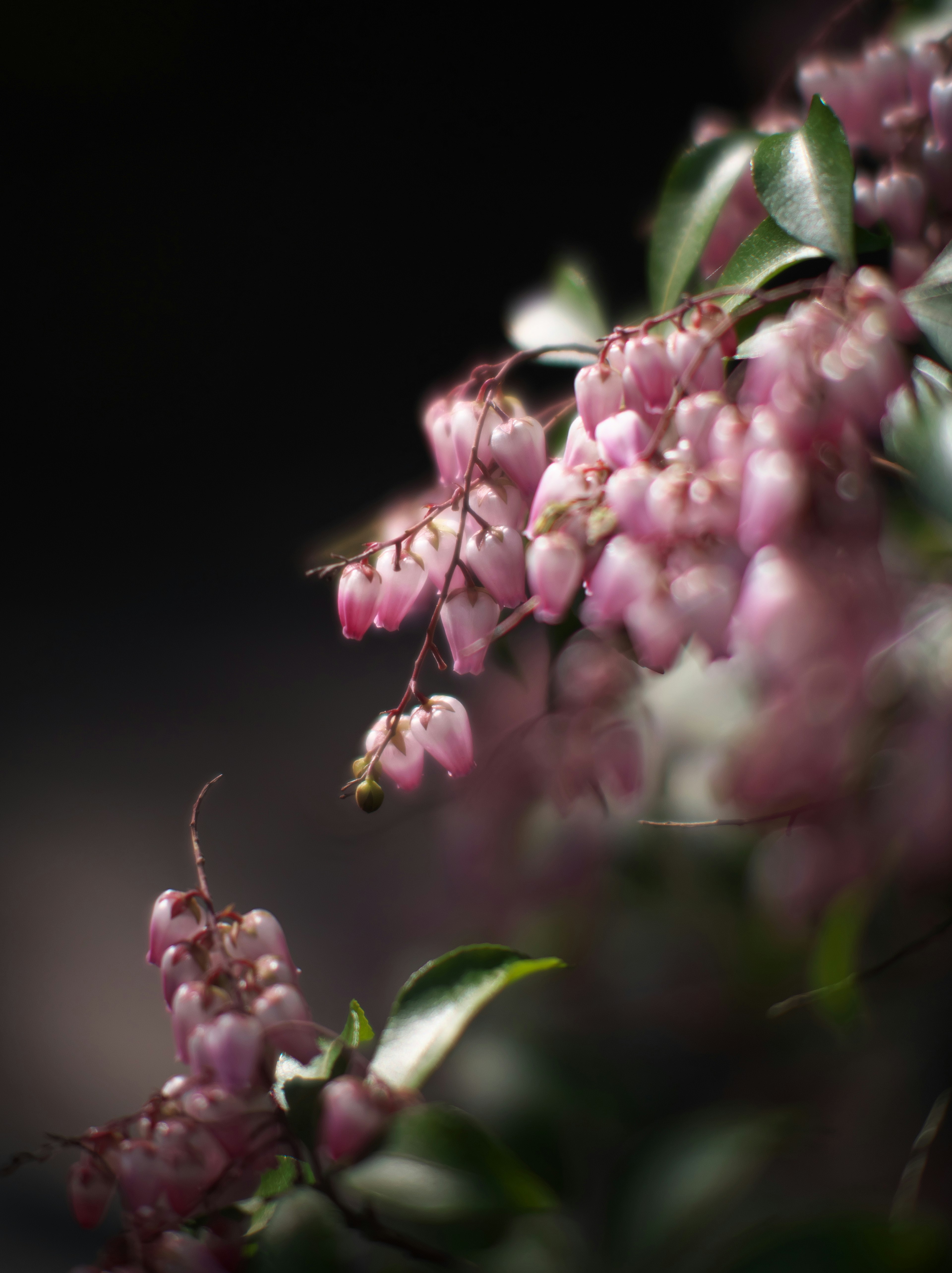 Primo piano di bellissimi fiori rosa raggruppati su una pianta