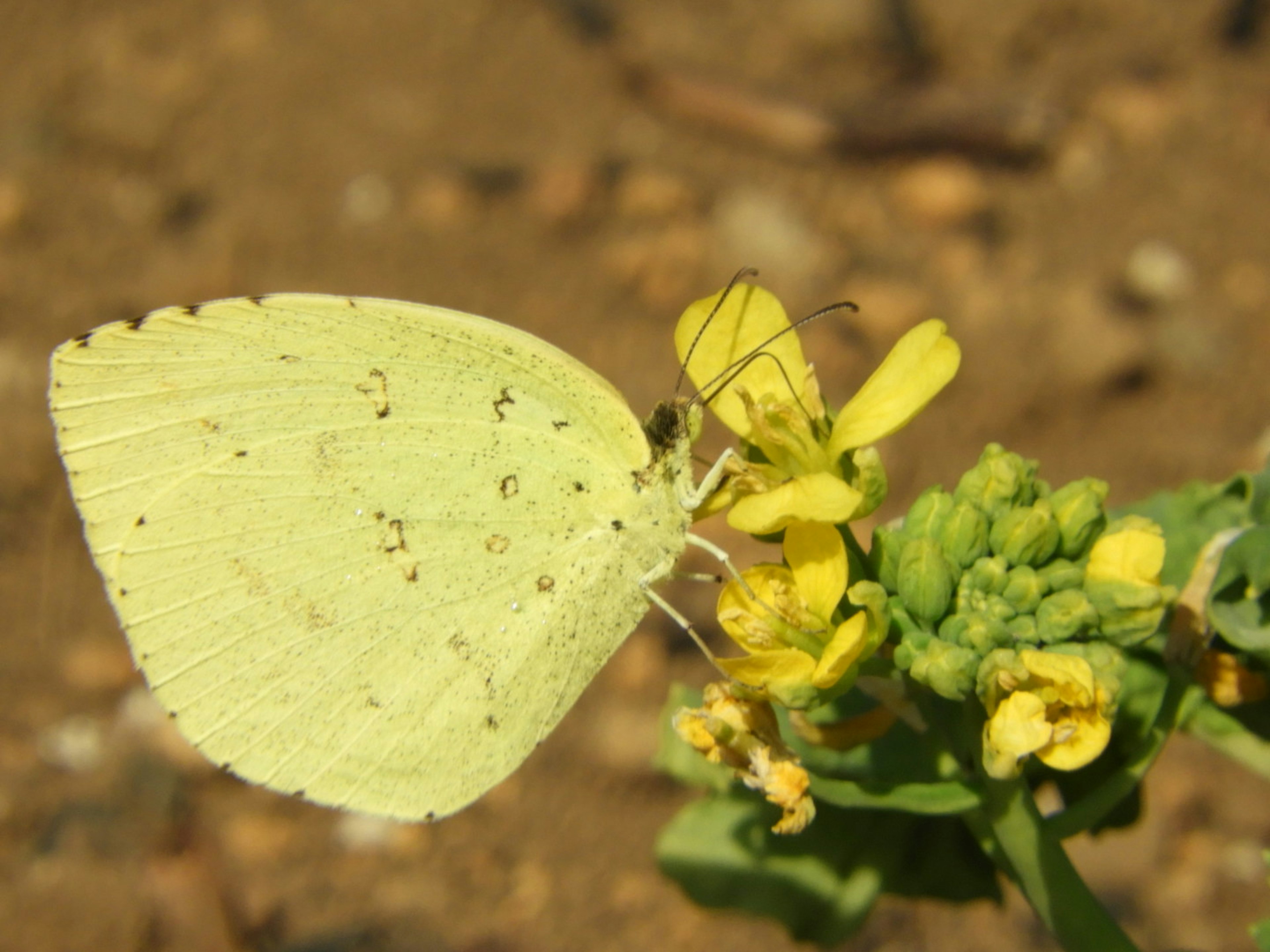 Papillon jaune pâle se posant sur une fleur jaune