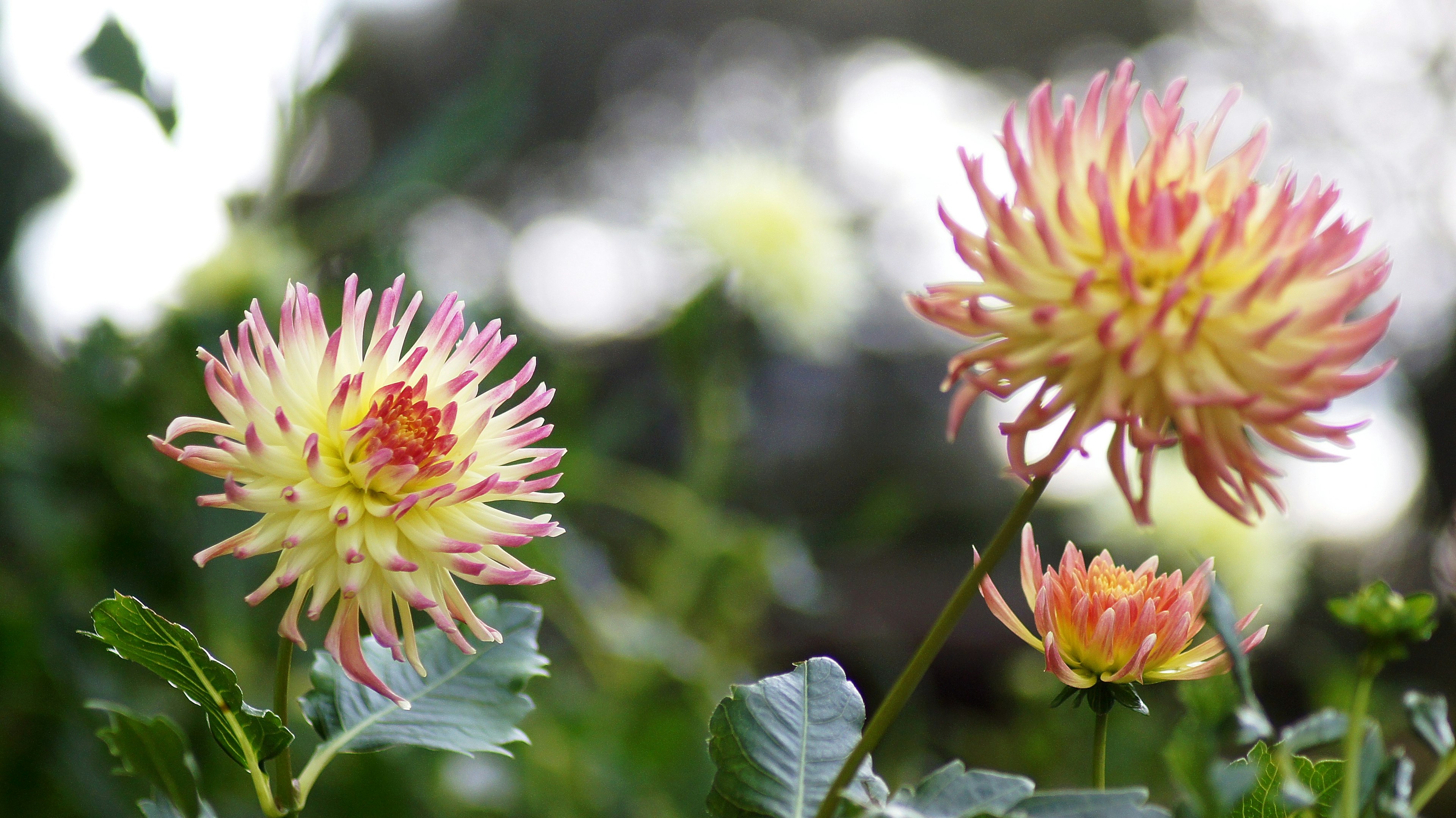 色とりどりのダリアの花が咲いている様子 緑の葉とぼんやりした背景が特徴