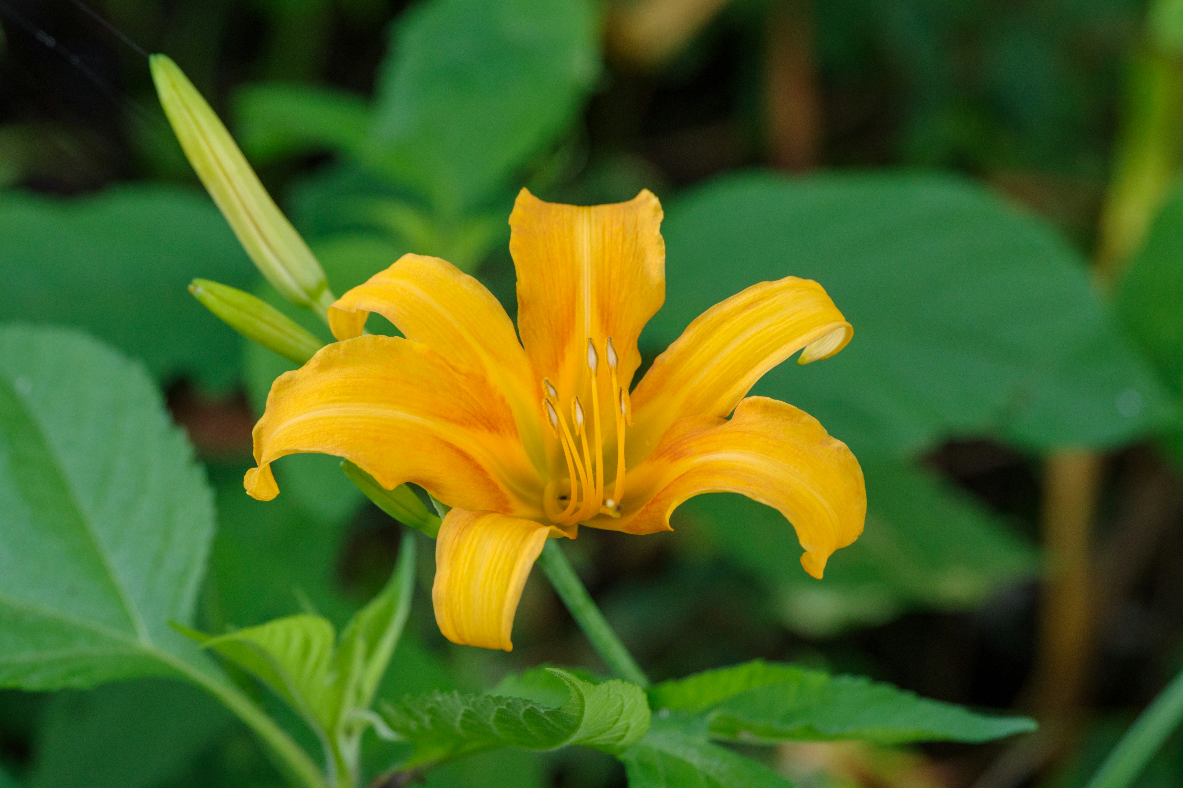 Fleur de lys jaune vif fleurissant parmi des feuilles vertes