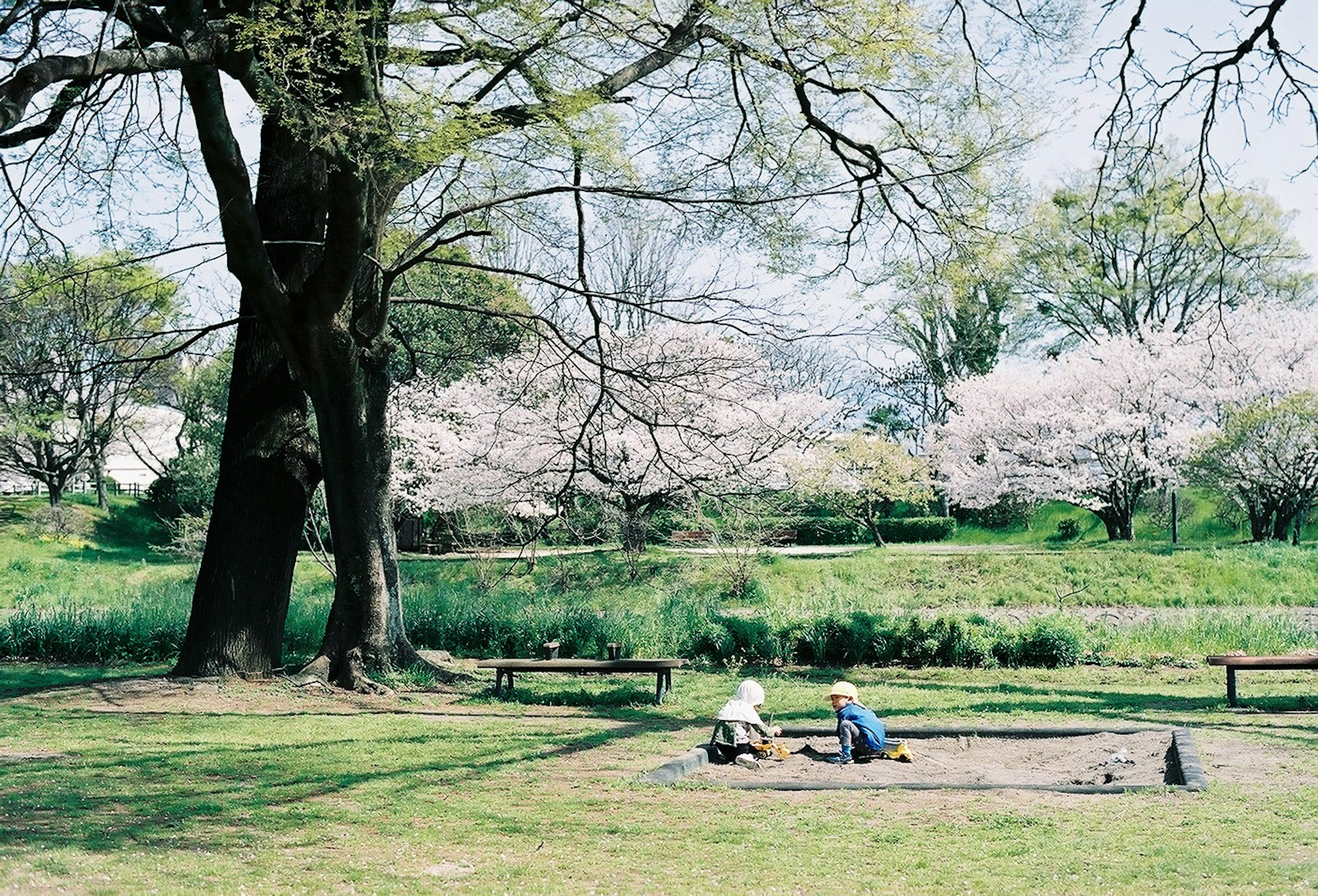 Children playing in a sandbox in a park with cherry blossom trees in the background