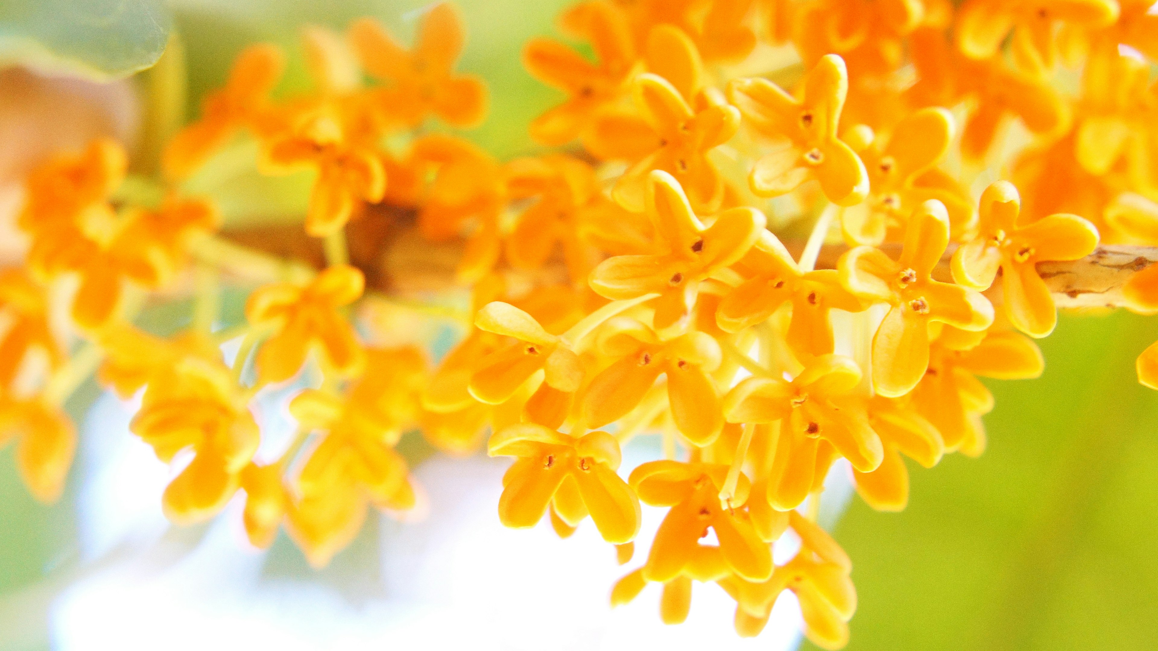 Fleurs orange vives en pleine floraison