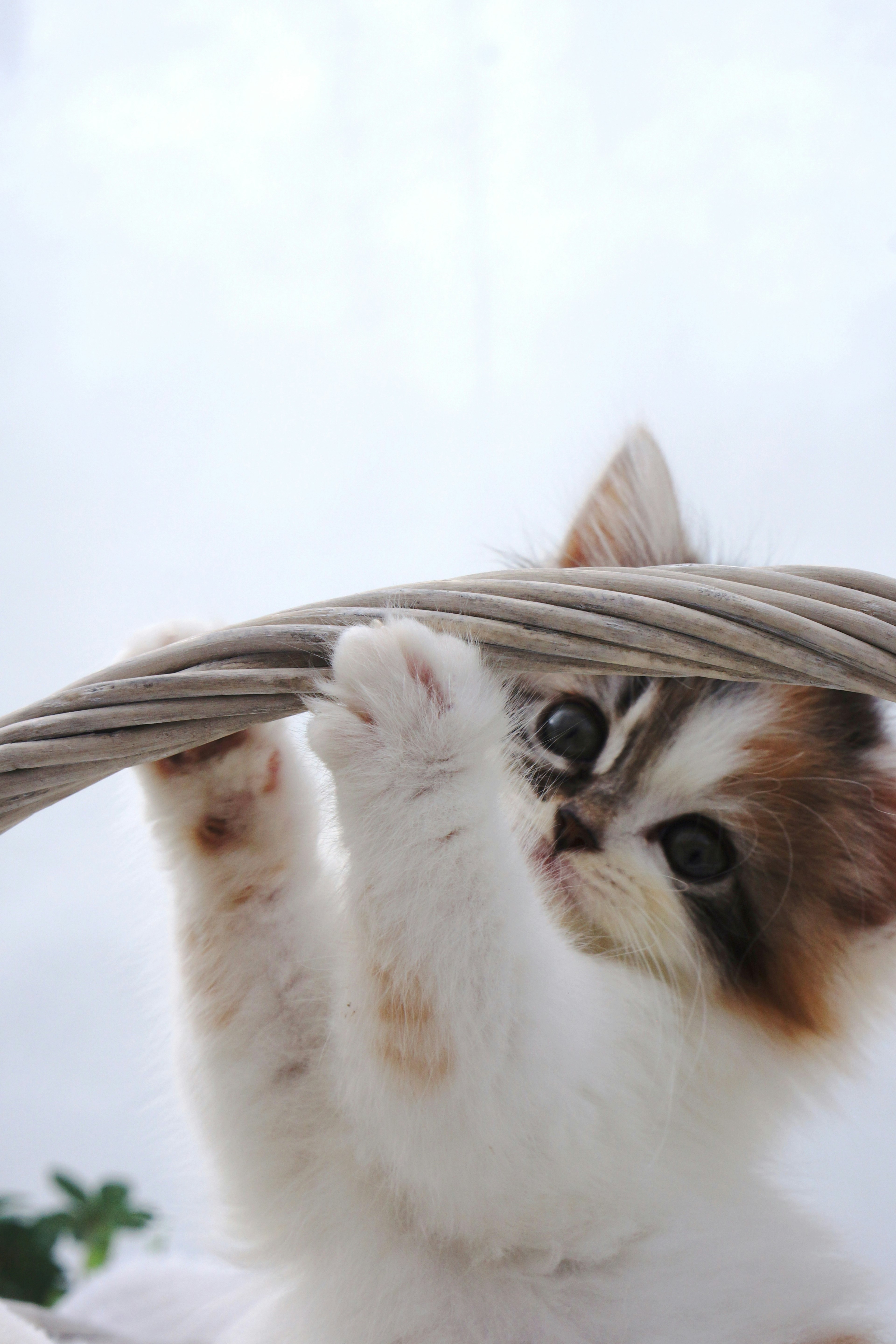 A cute kitten pulling on a rope with big expressive eyes