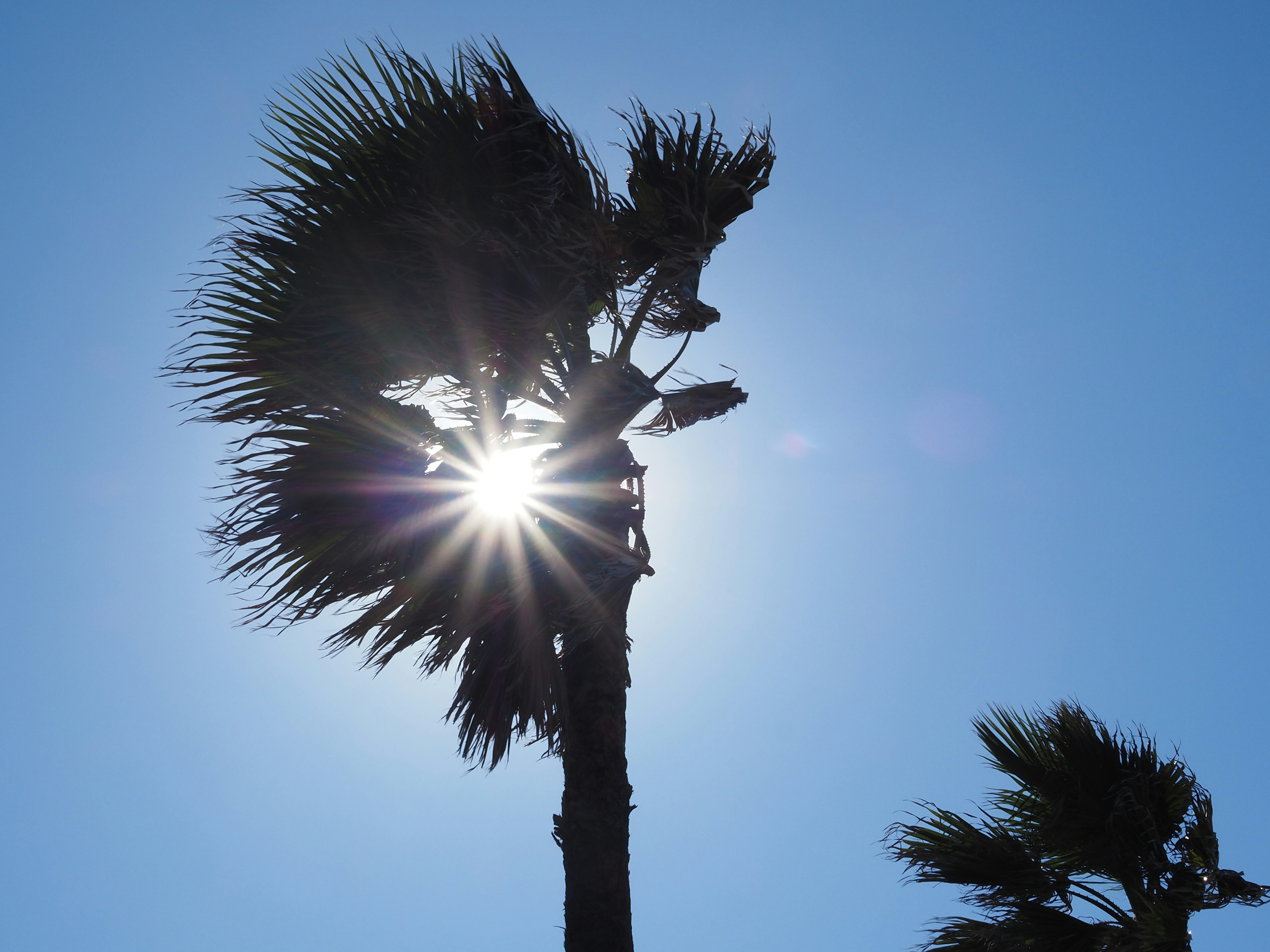 Silhouette of a palm tree against a blue sky with sunlight shining