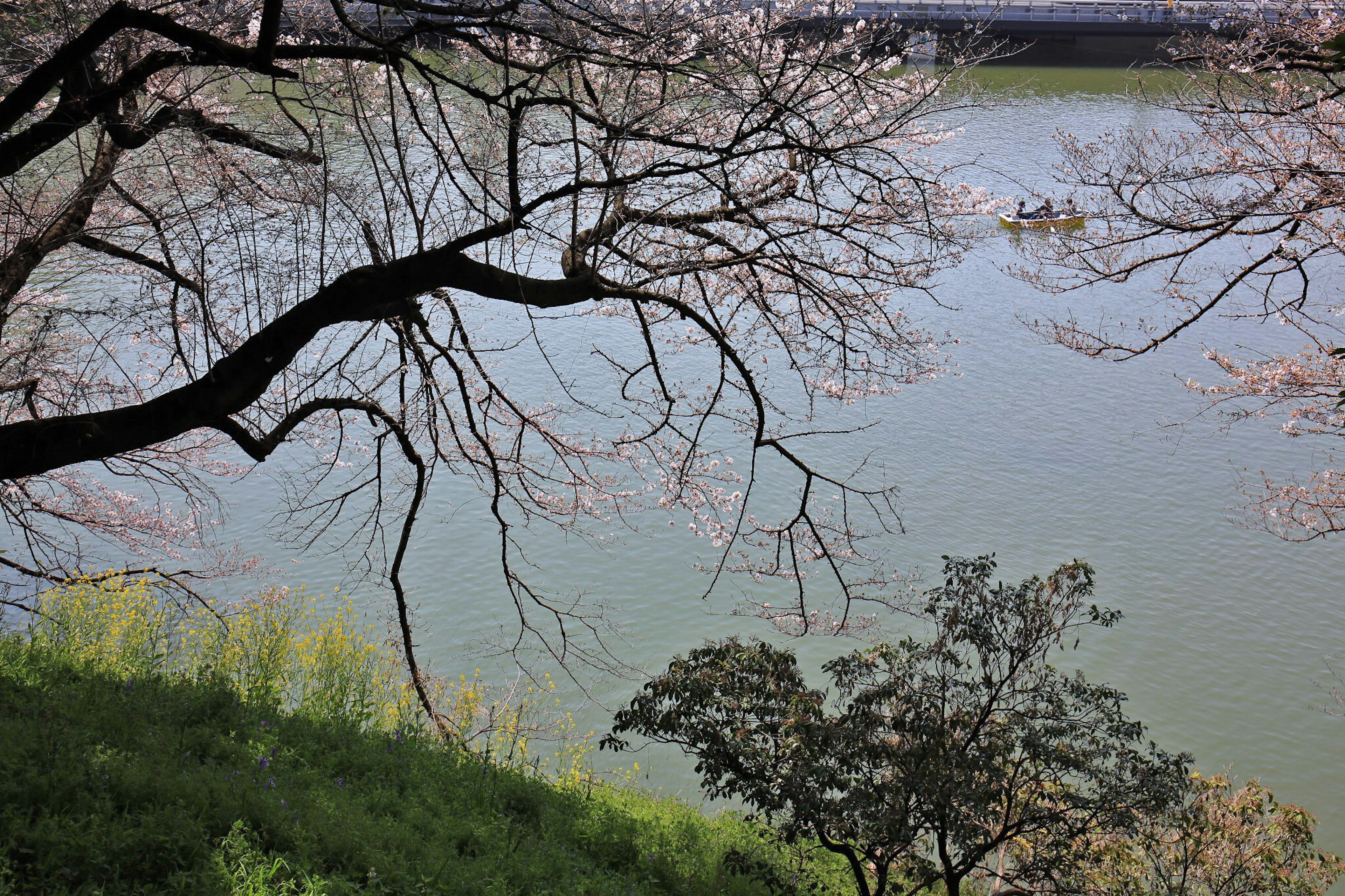 川沿いの桜の木と緑の草地の景色