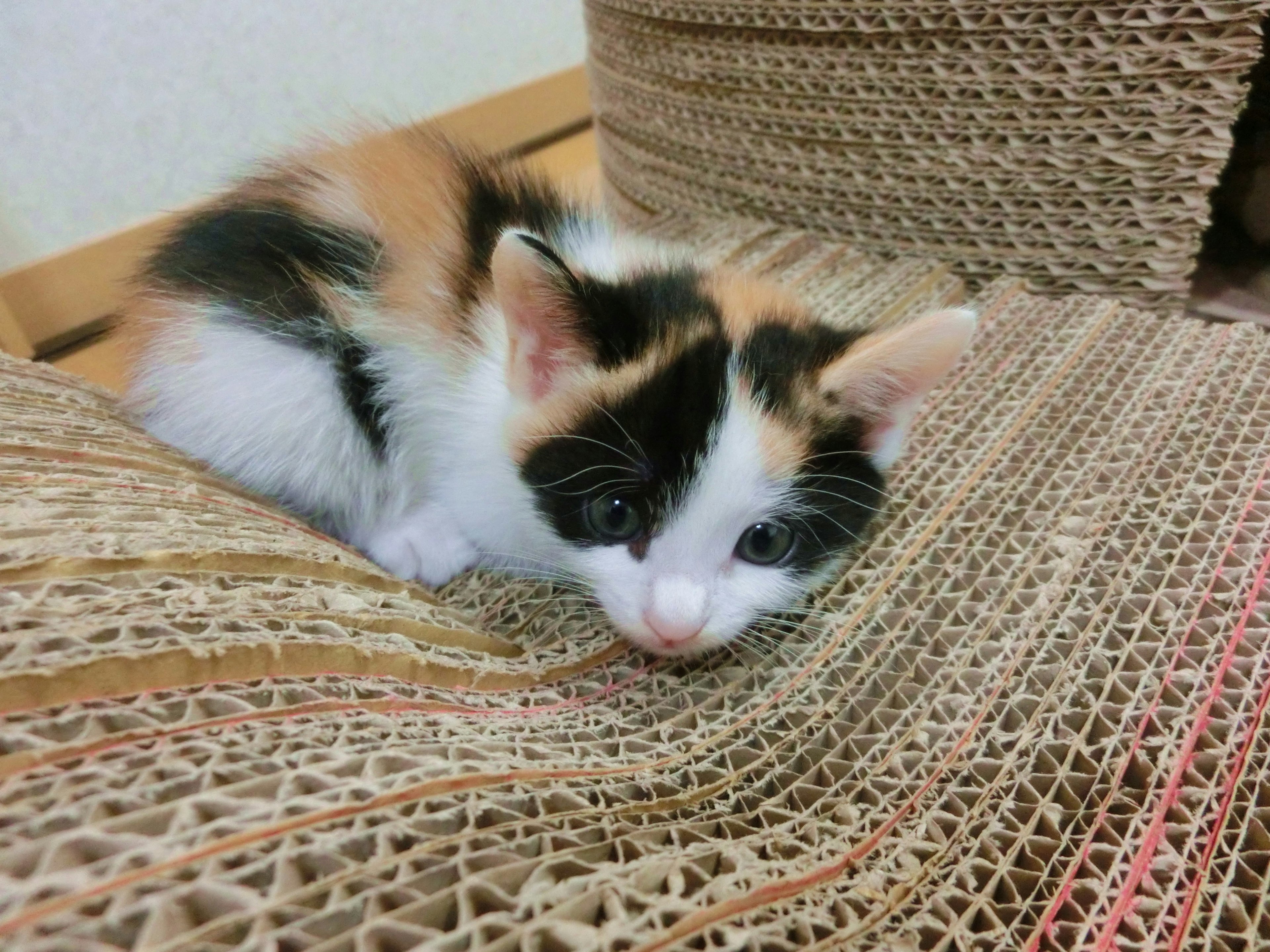 Calico kitten lying on cardboard surface