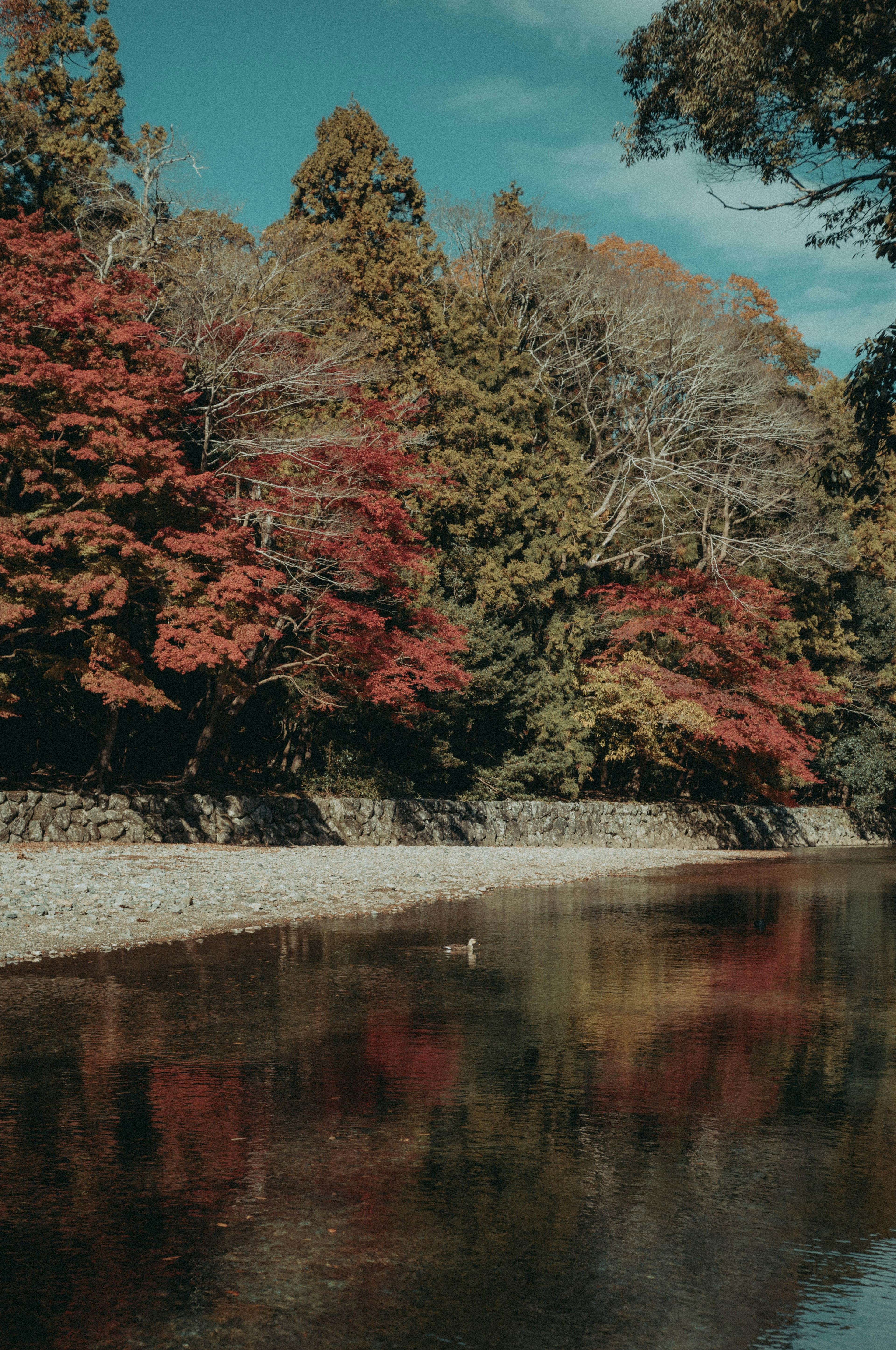 Paisaje de río con reflejos de follaje de otoño