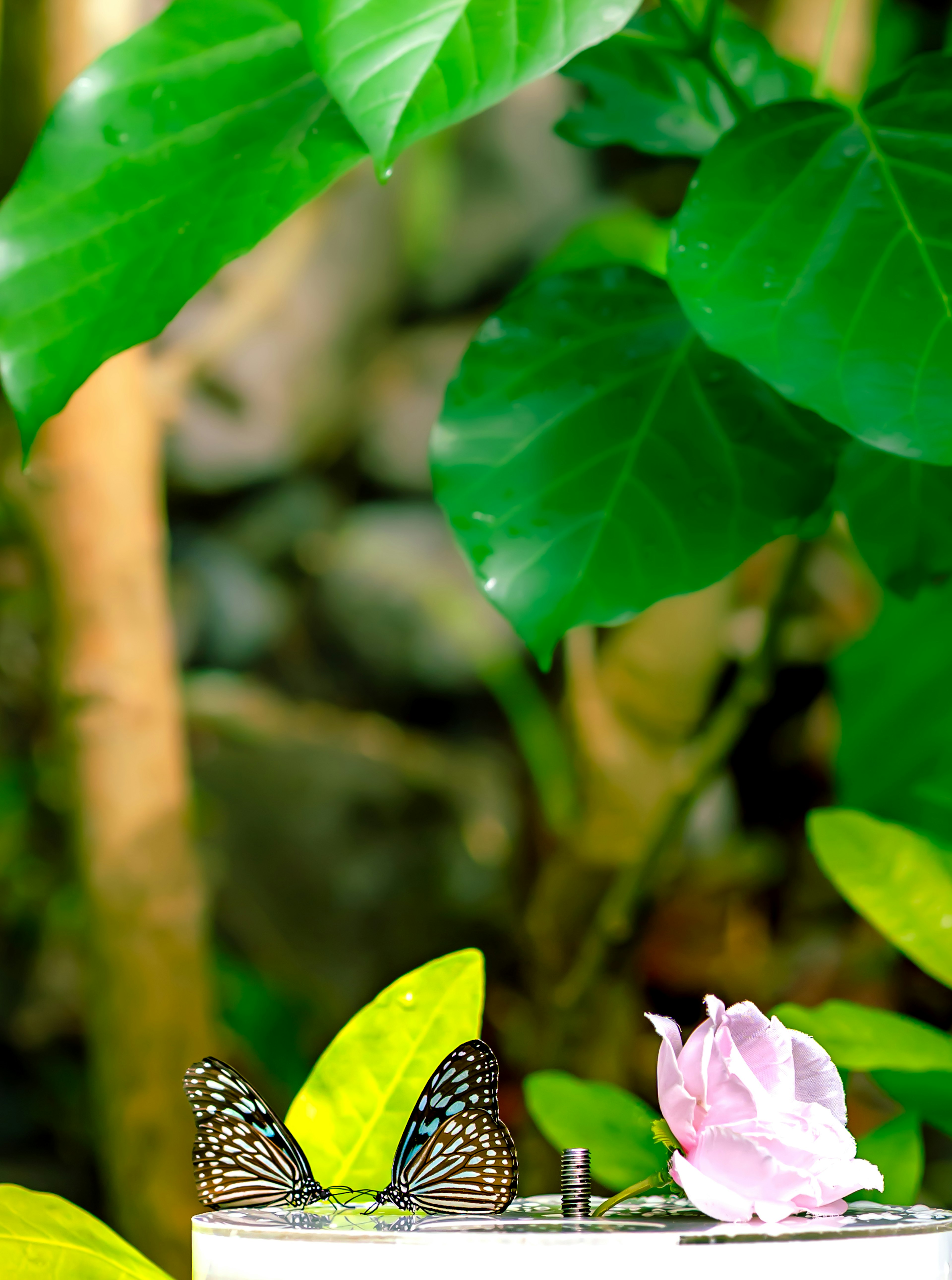 Paire de papillons près de feuilles vertes et d'une fleur rose