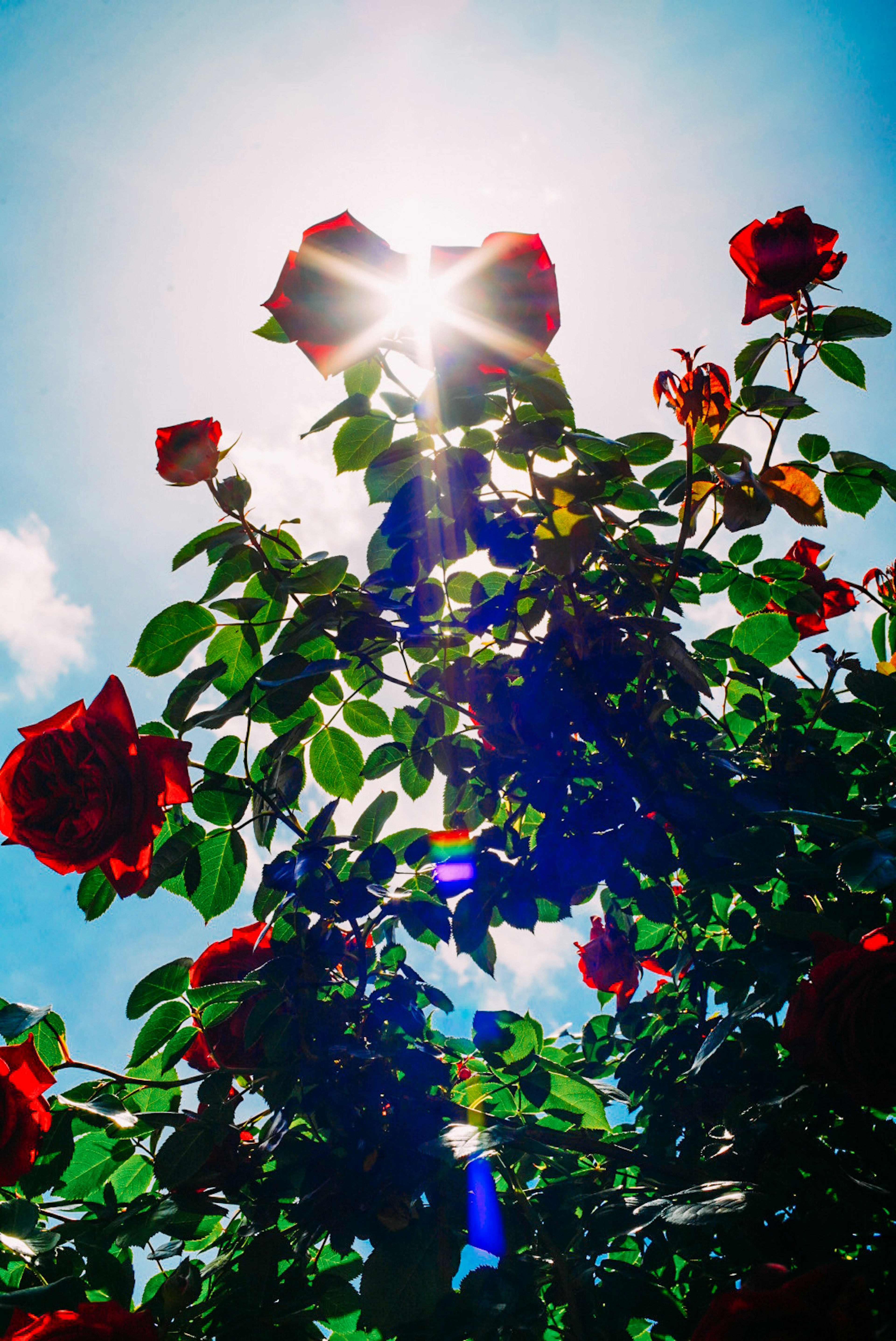 青空の下で咲く赤いバラの花々と太陽の光