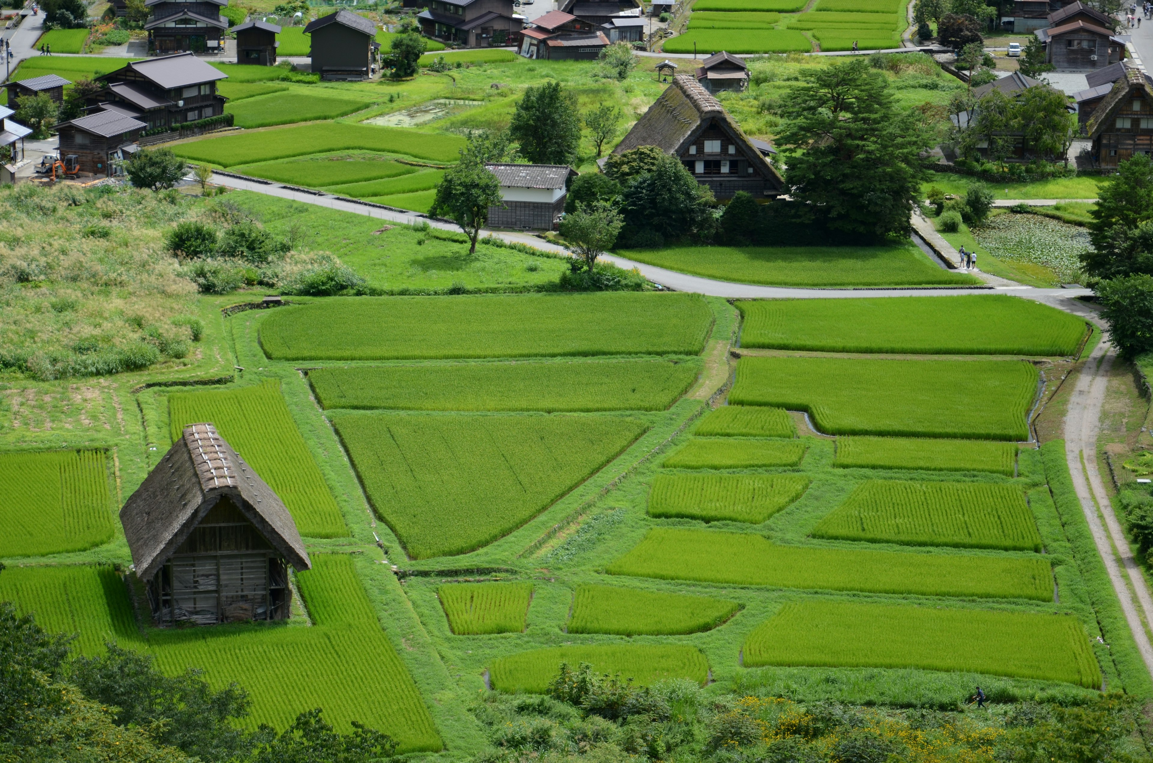 Lush green rice fields with traditional houses scattered across the landscape