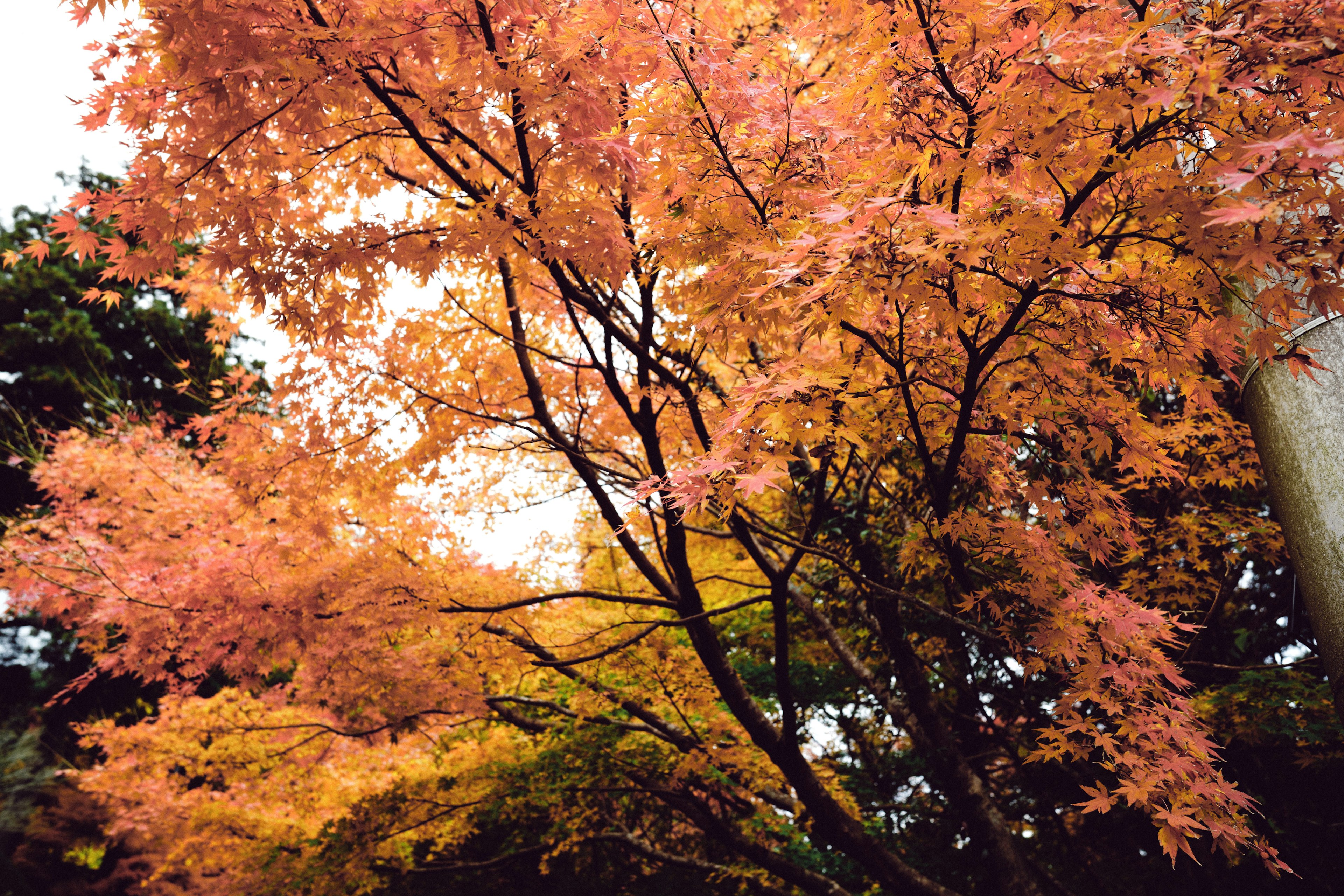 Rami di un acero che mostrano un fogliame autunnale vibrante