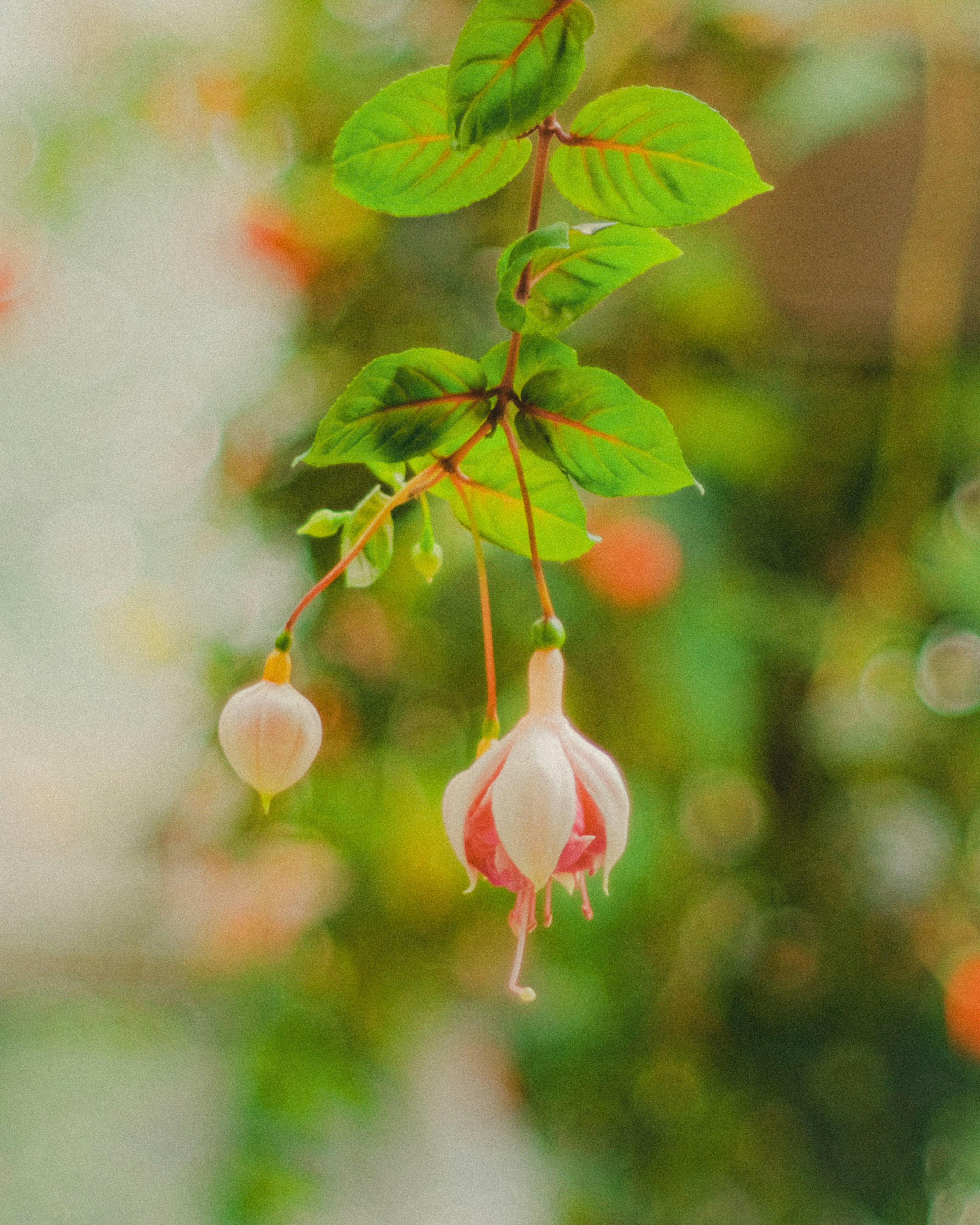 Bunga fuchsia putih dan merah muda tergantung di antara daun hijau