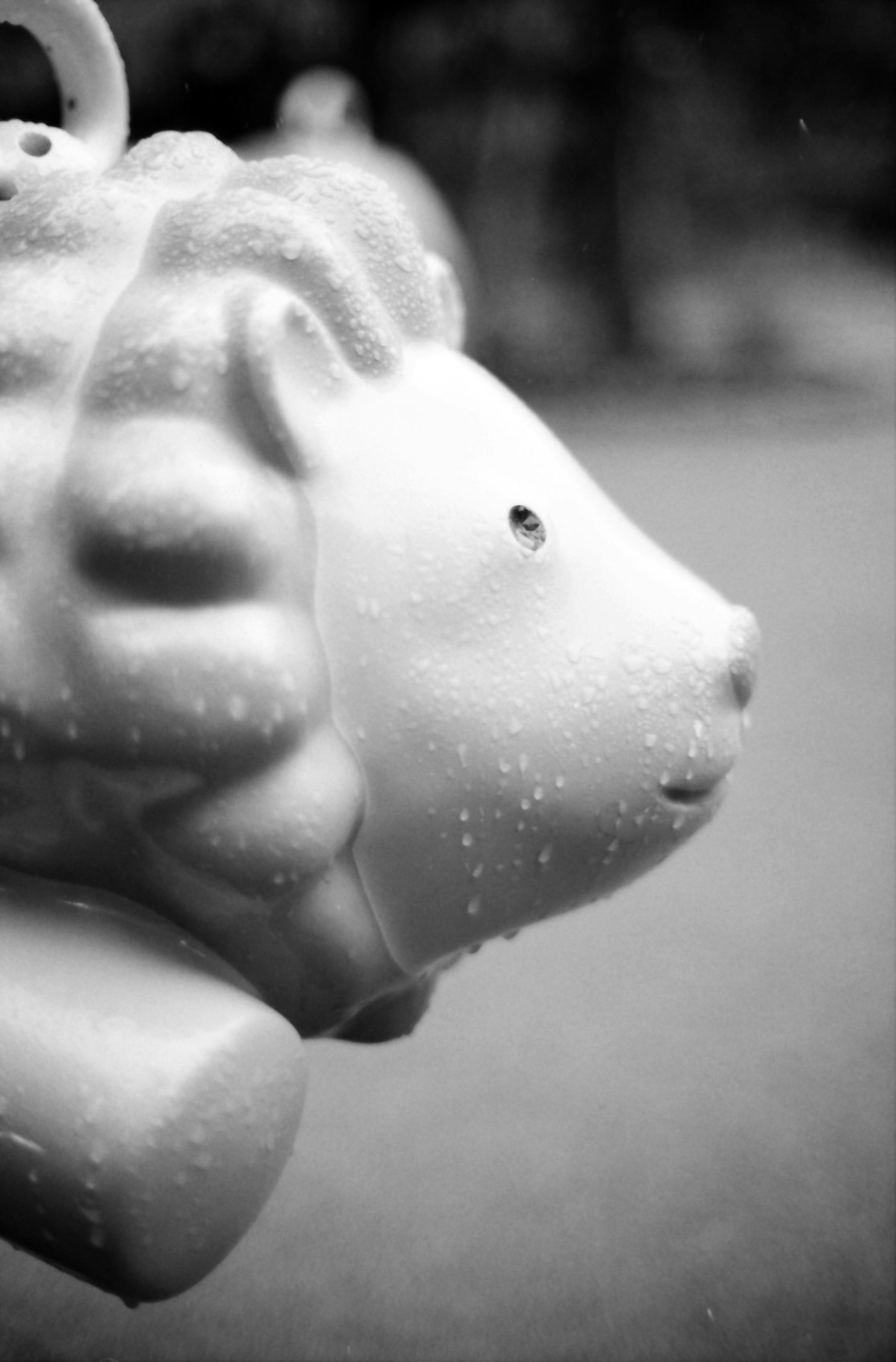 Close-up of a white lion's face with water droplets