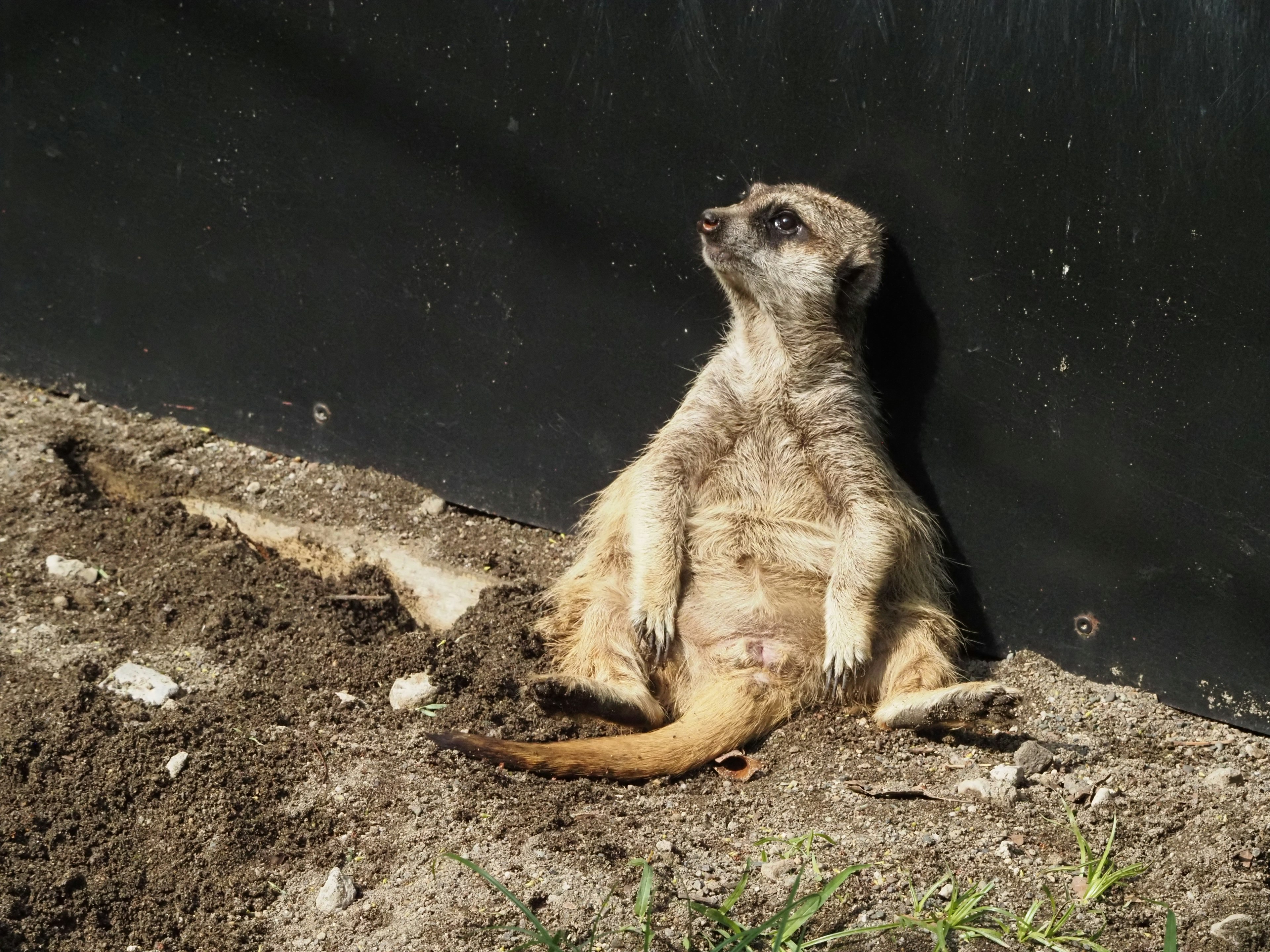 Seekor meerkat berjemur di bawah sinar matahari dengan posisi santai