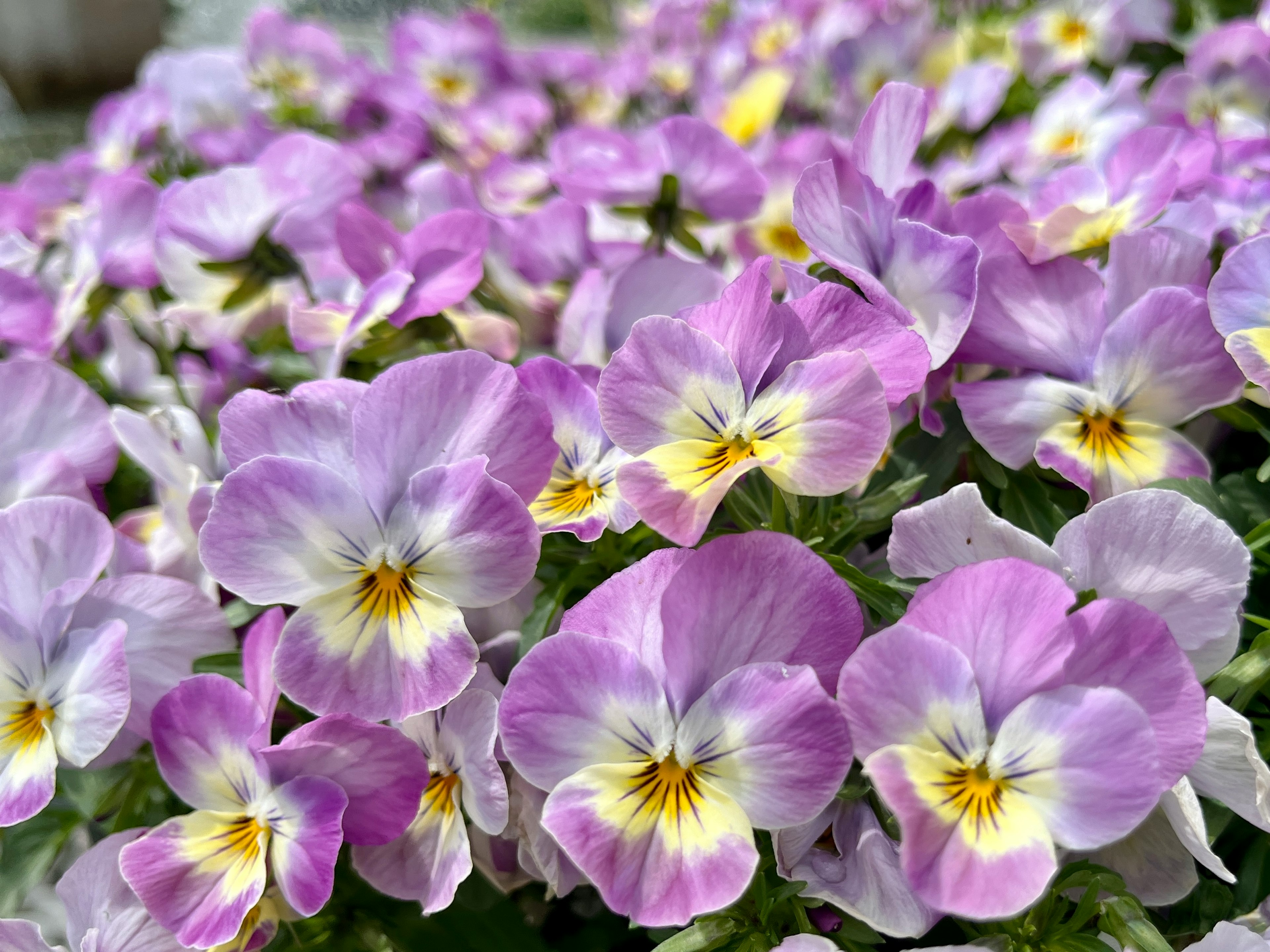 Cluster of pansies with light purple petals and yellow centers