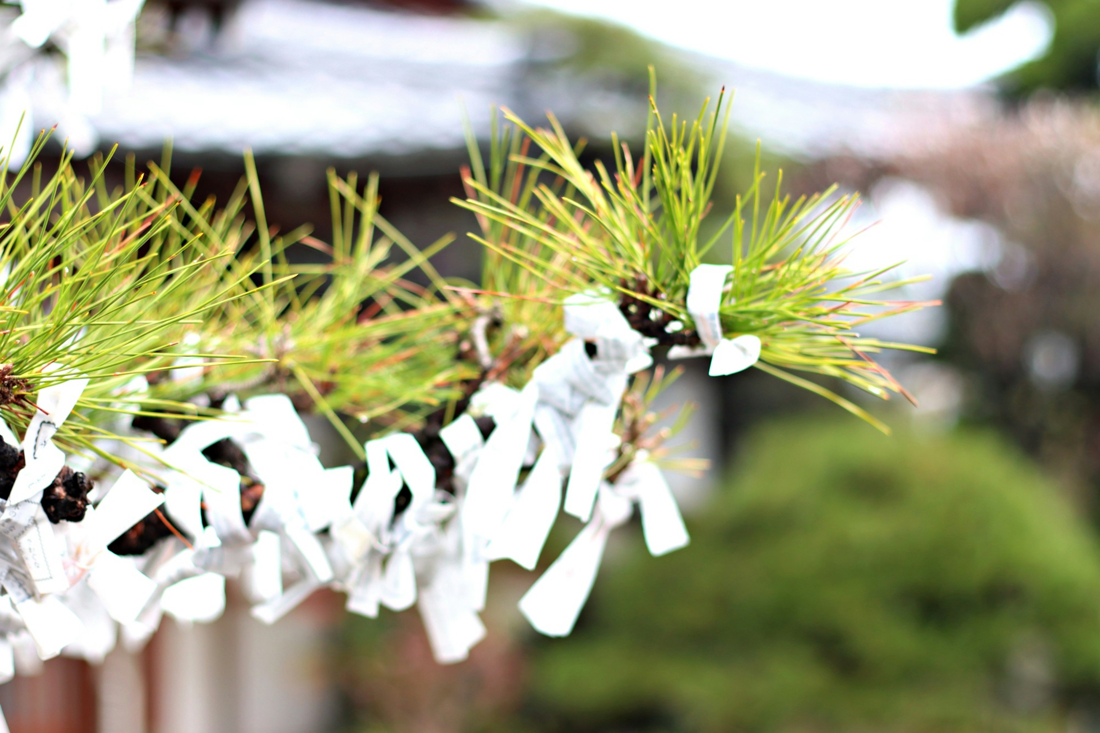 Cabang pinus dihiasi dengan pita omikuji putih