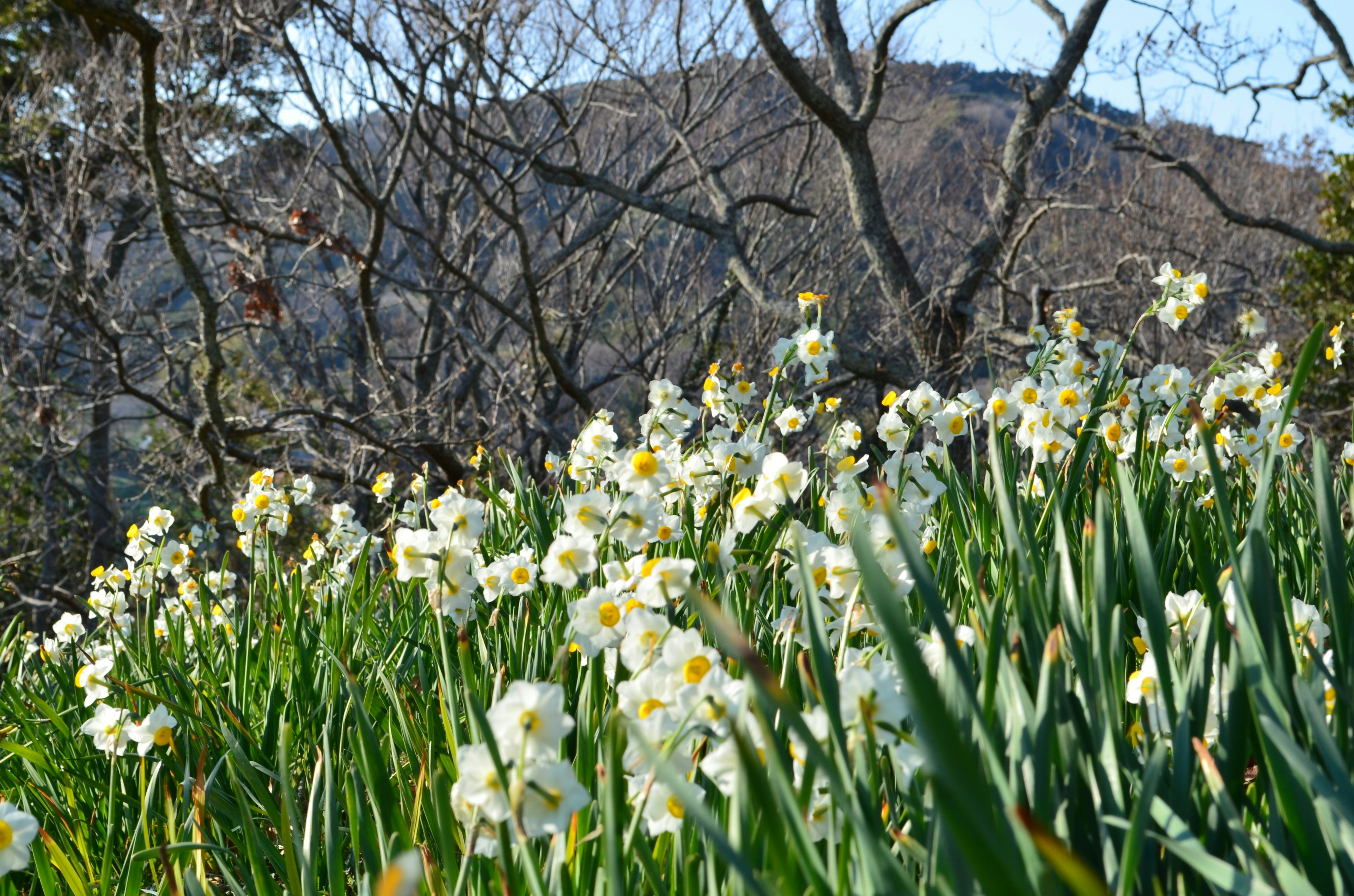 Campo di narcisi bianchi con foglie verdi e una montagna sullo sfondo