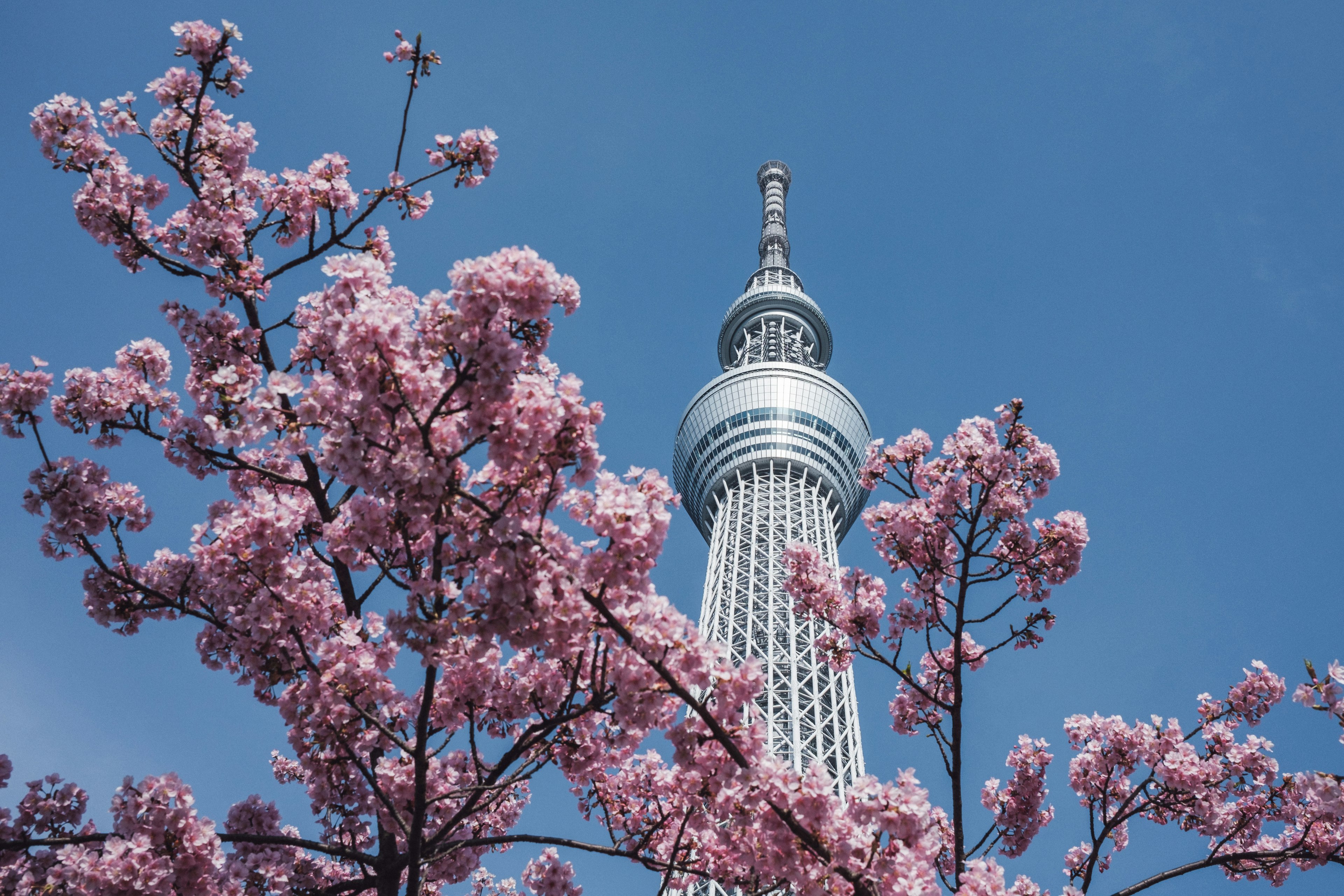 Tokyo Skytree ล้อมรอบด้วยดอกซากุระใต้ท้องฟ้าสีฟ้า