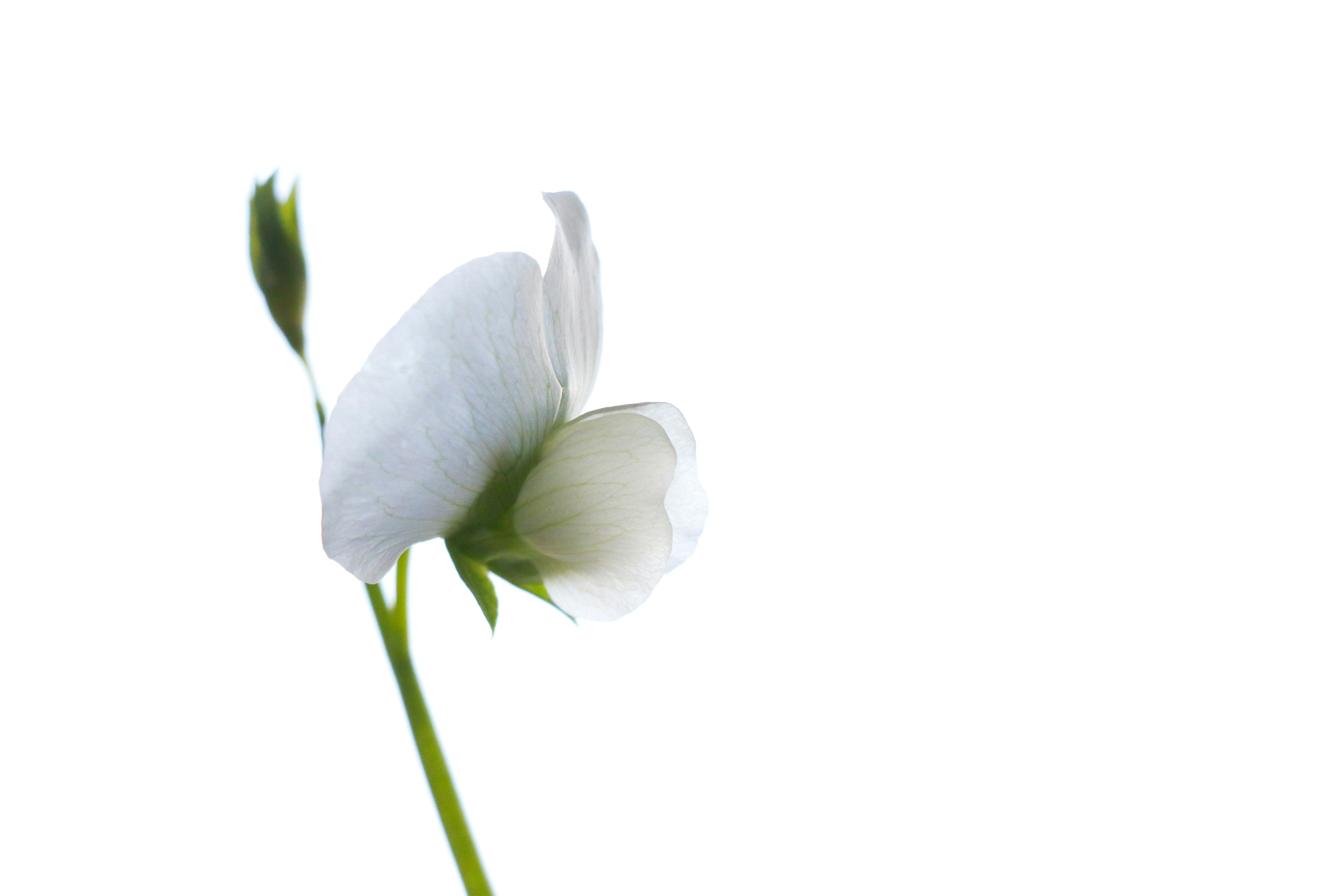 Una composición simple que presenta una flor blanca y un botón sobre un fondo claro