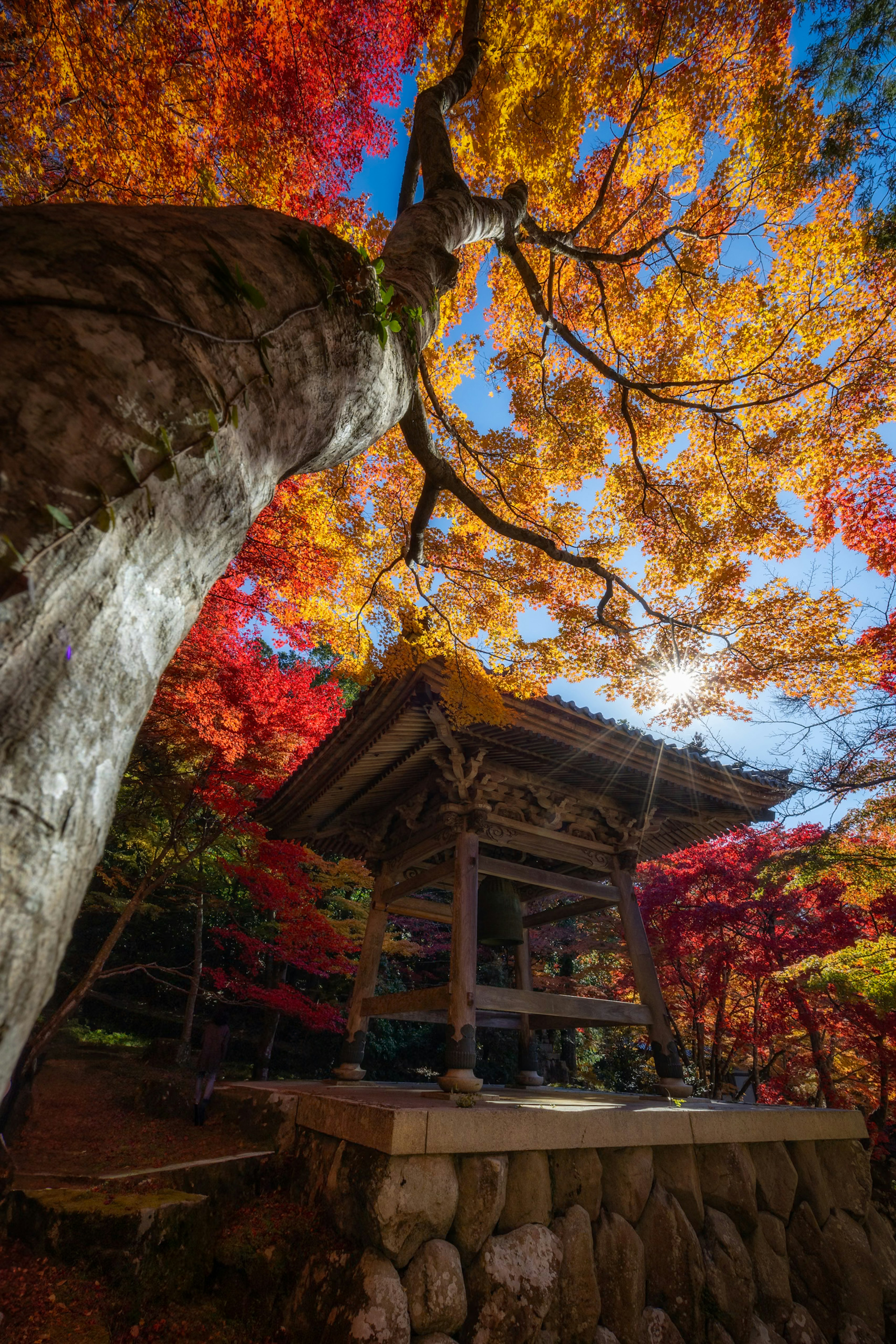 紅葉に囲まれた古い木造の建物と高い木の幹