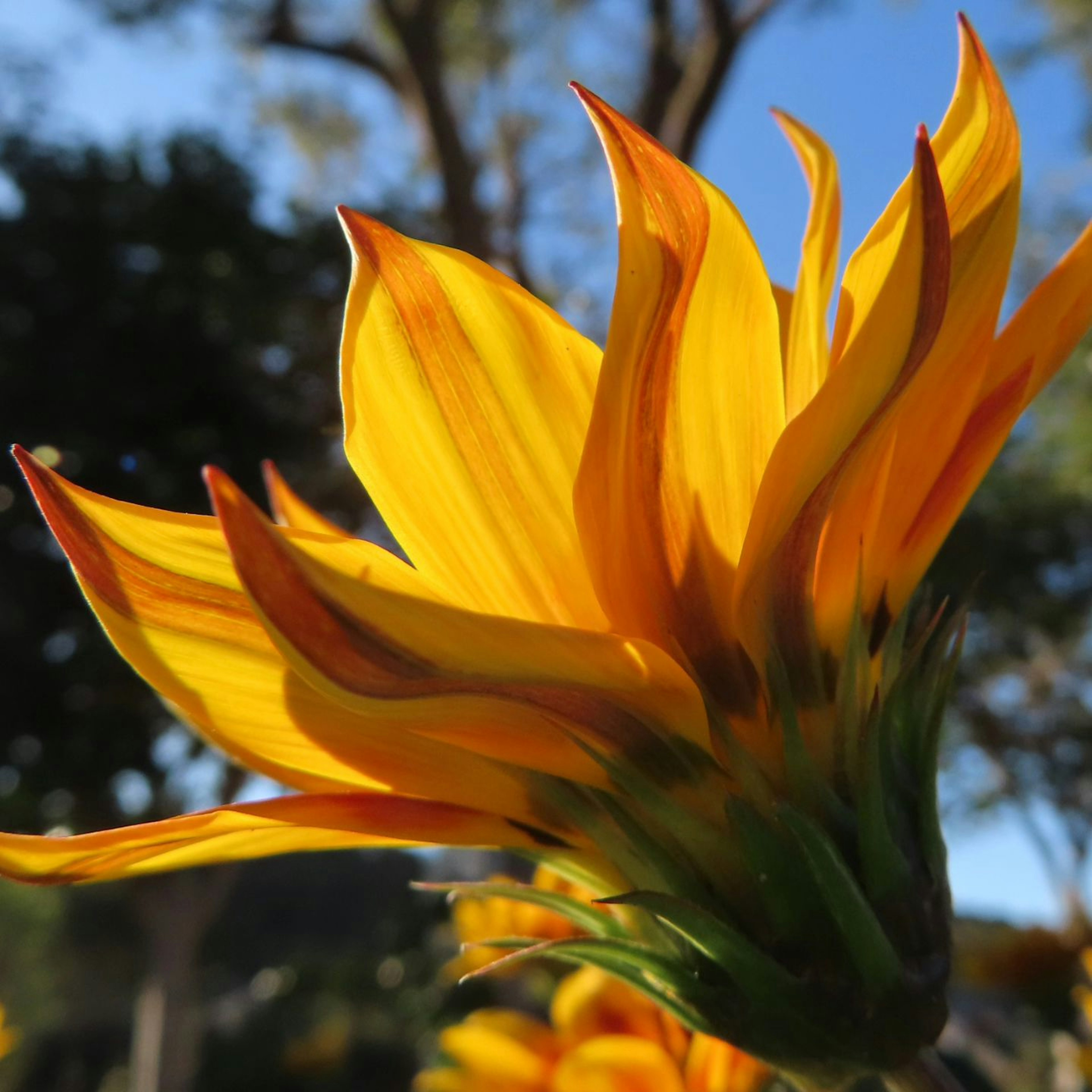 Close-up of a vibrant yellow flower with unique petal shapes