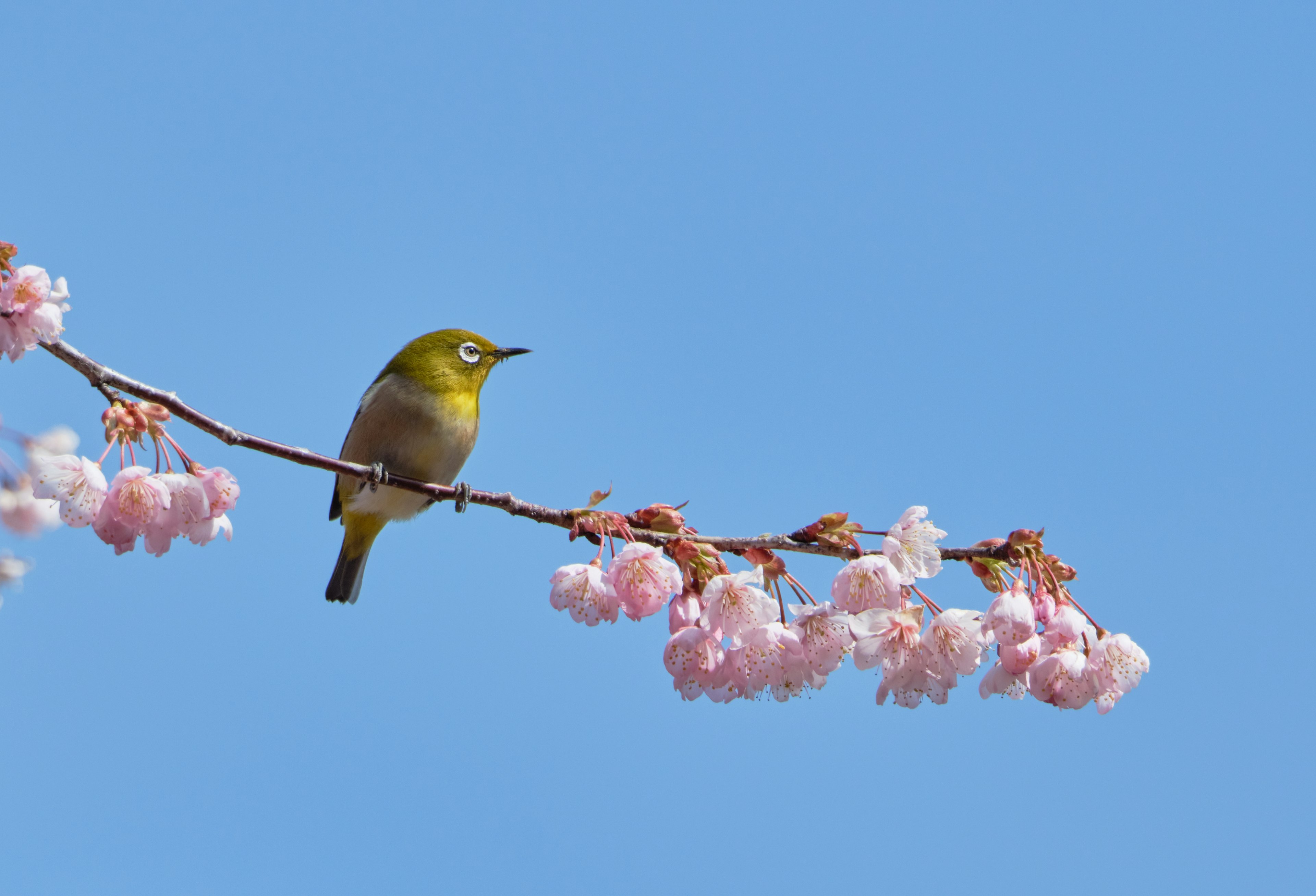 Un oiseau yeux blancs japonais perché sur des fleurs de cerisier sous un ciel bleu