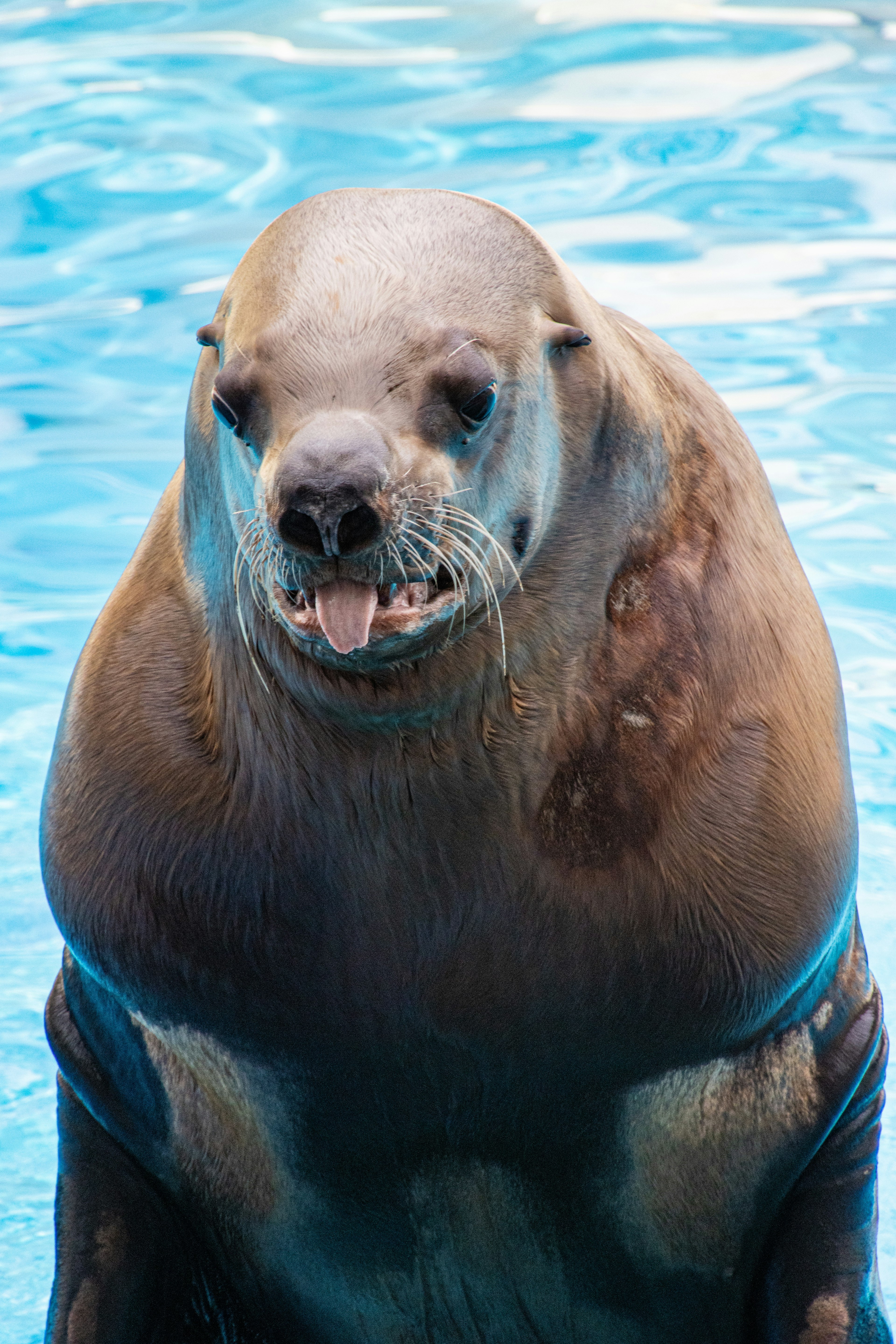 Image en gros plan d'un lion de mer dans l'eau