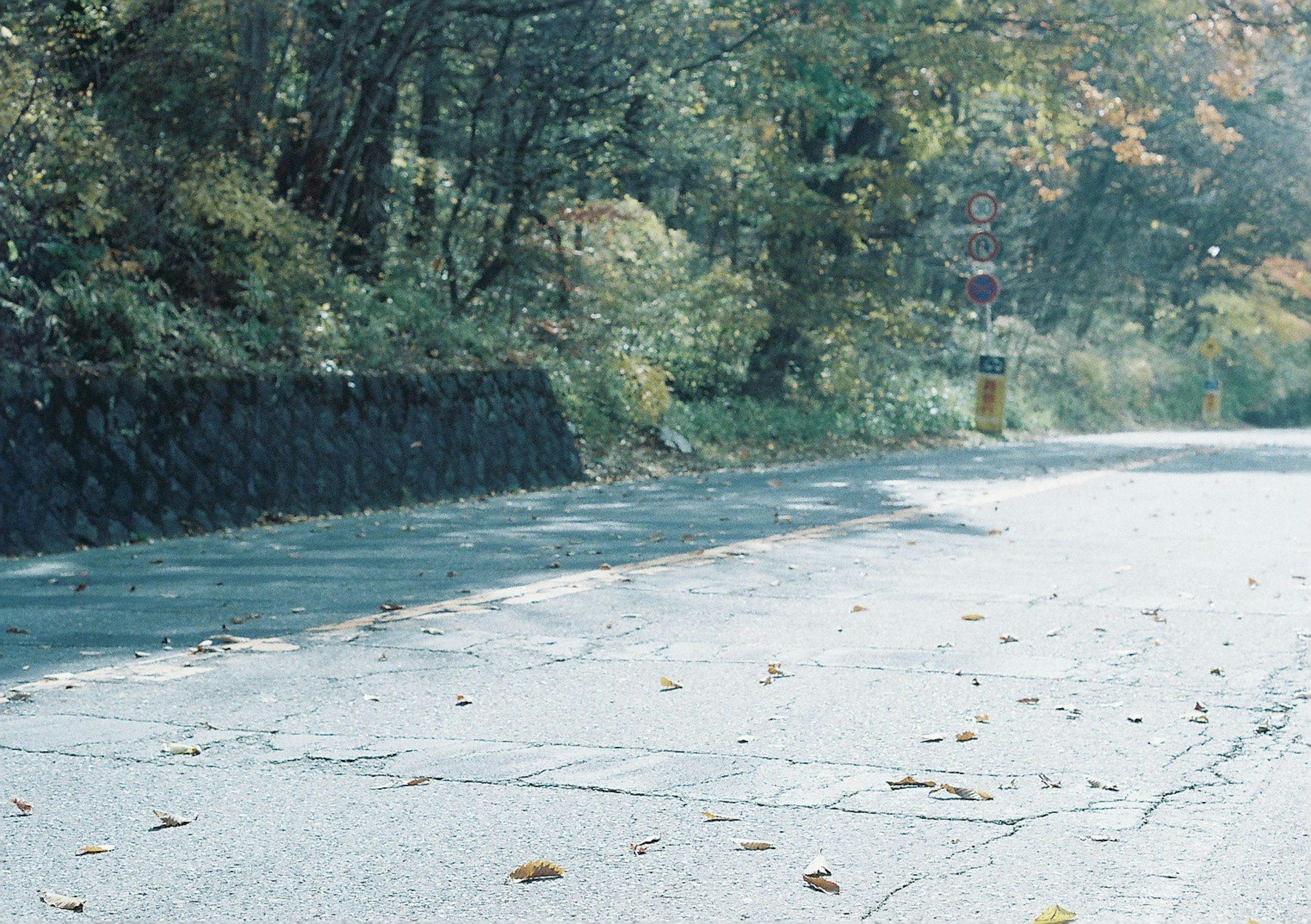 静かな道と周囲の緑の木々が特徴の風景