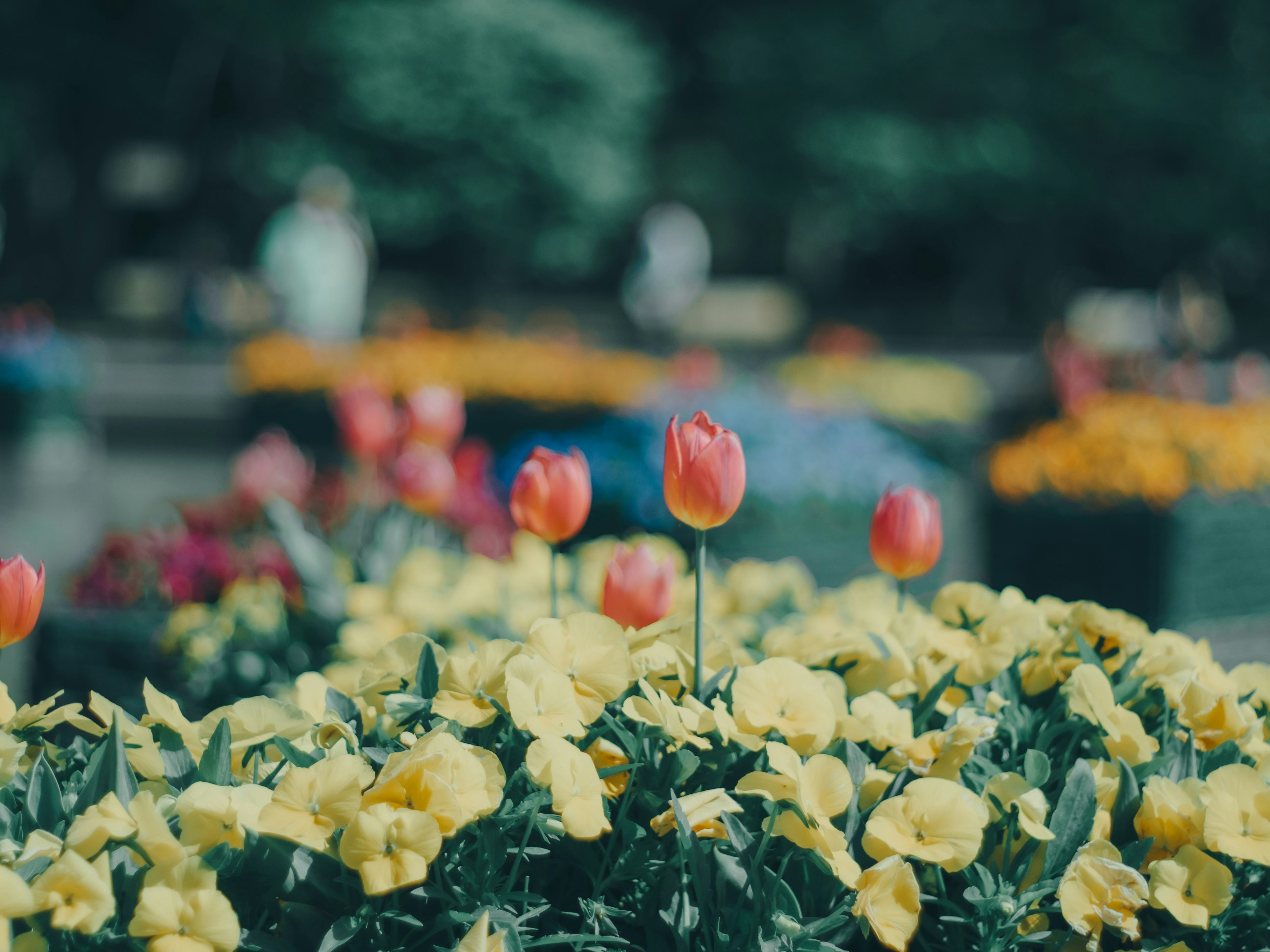 Tulip berwarna-warni dan pansy kuning di taman bunga