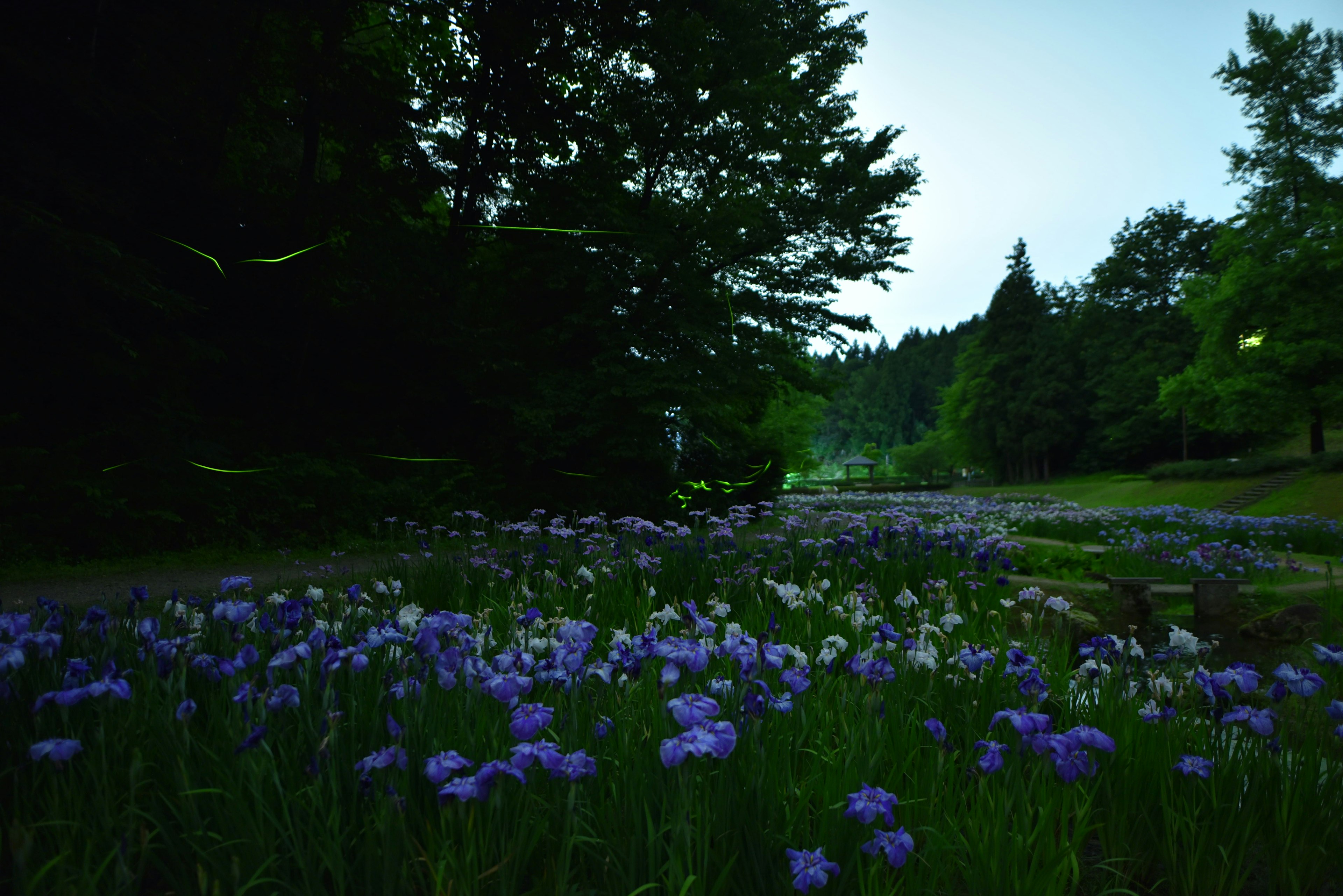 Grüne Wiese mit lila Blumen und Bäumen in einer ruhigen Landschaft