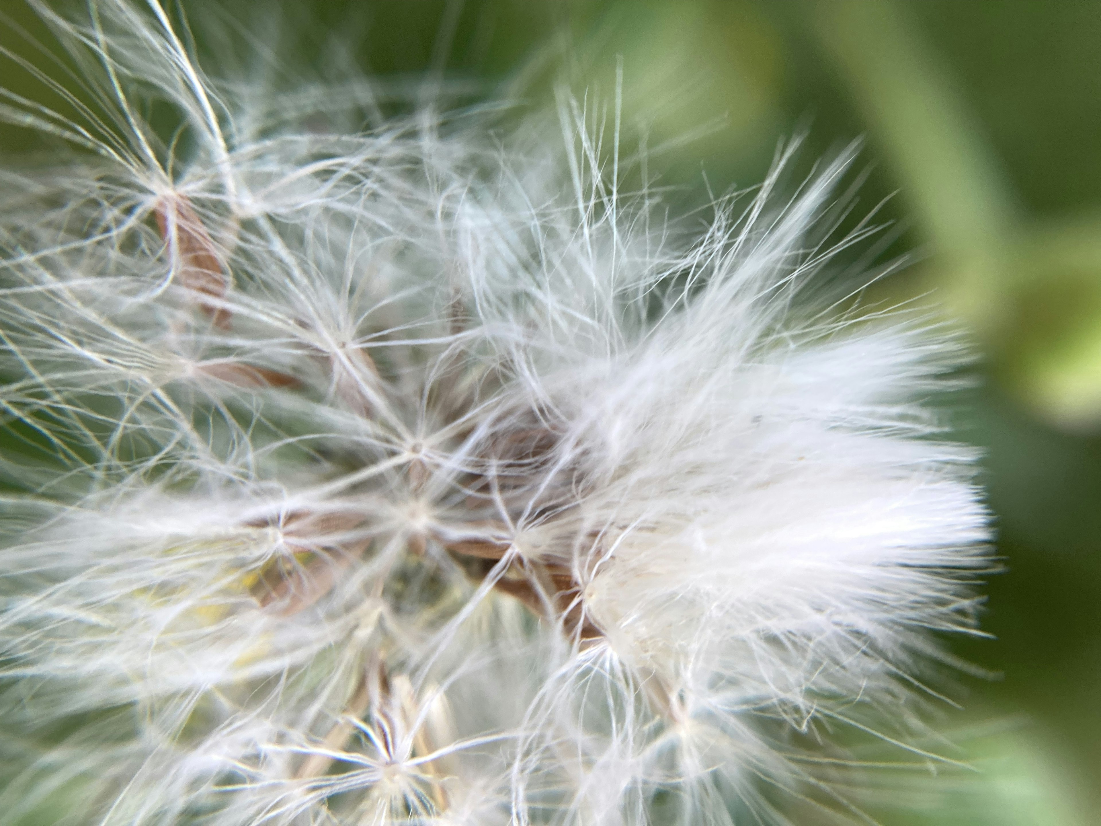 Nahaufnahme eines Löwenzahnsamens mit flauschigen weißen Haaren