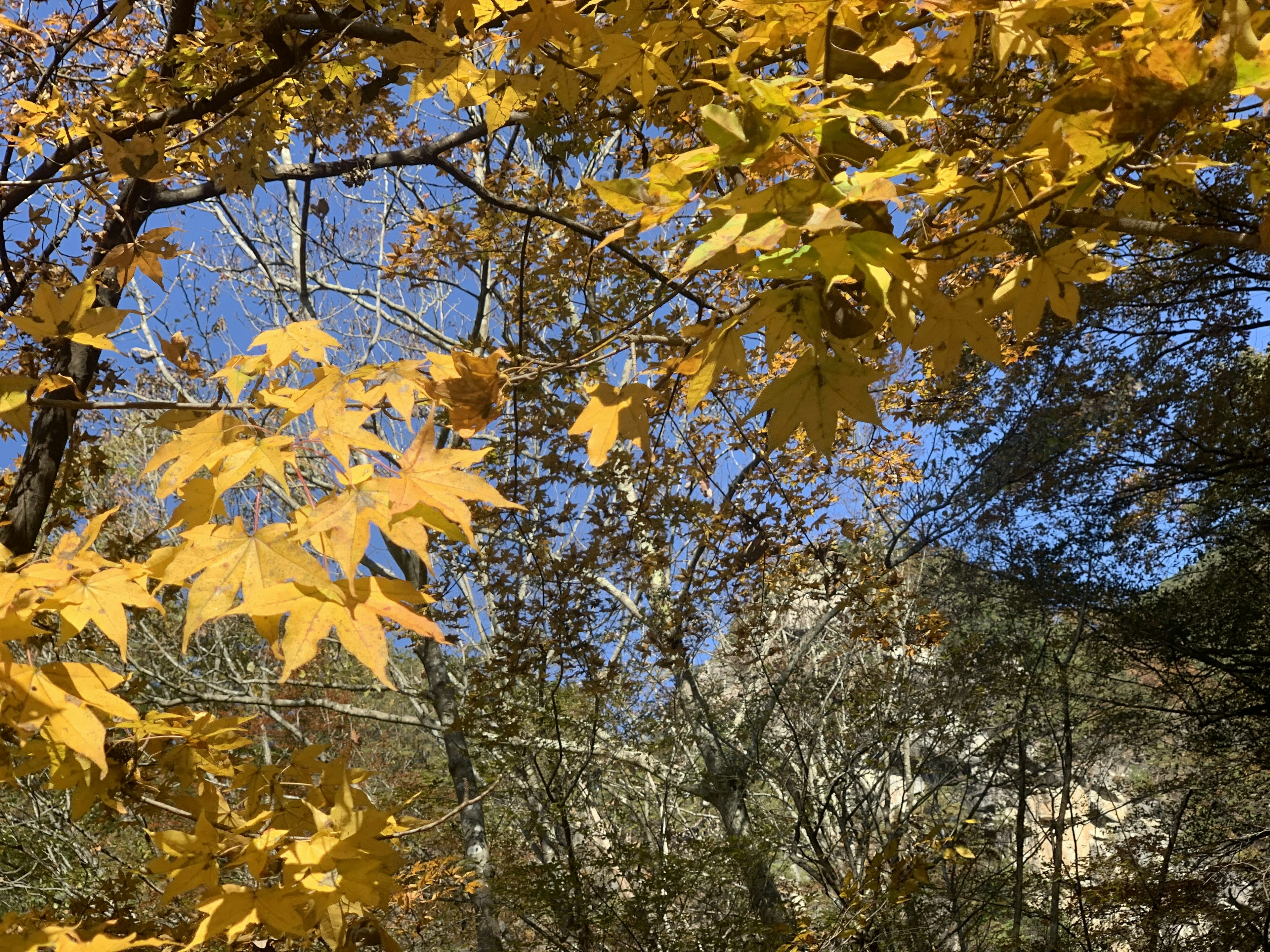 Un paesaggio con foglie gialle d'autunno vibranti contro un cielo blu