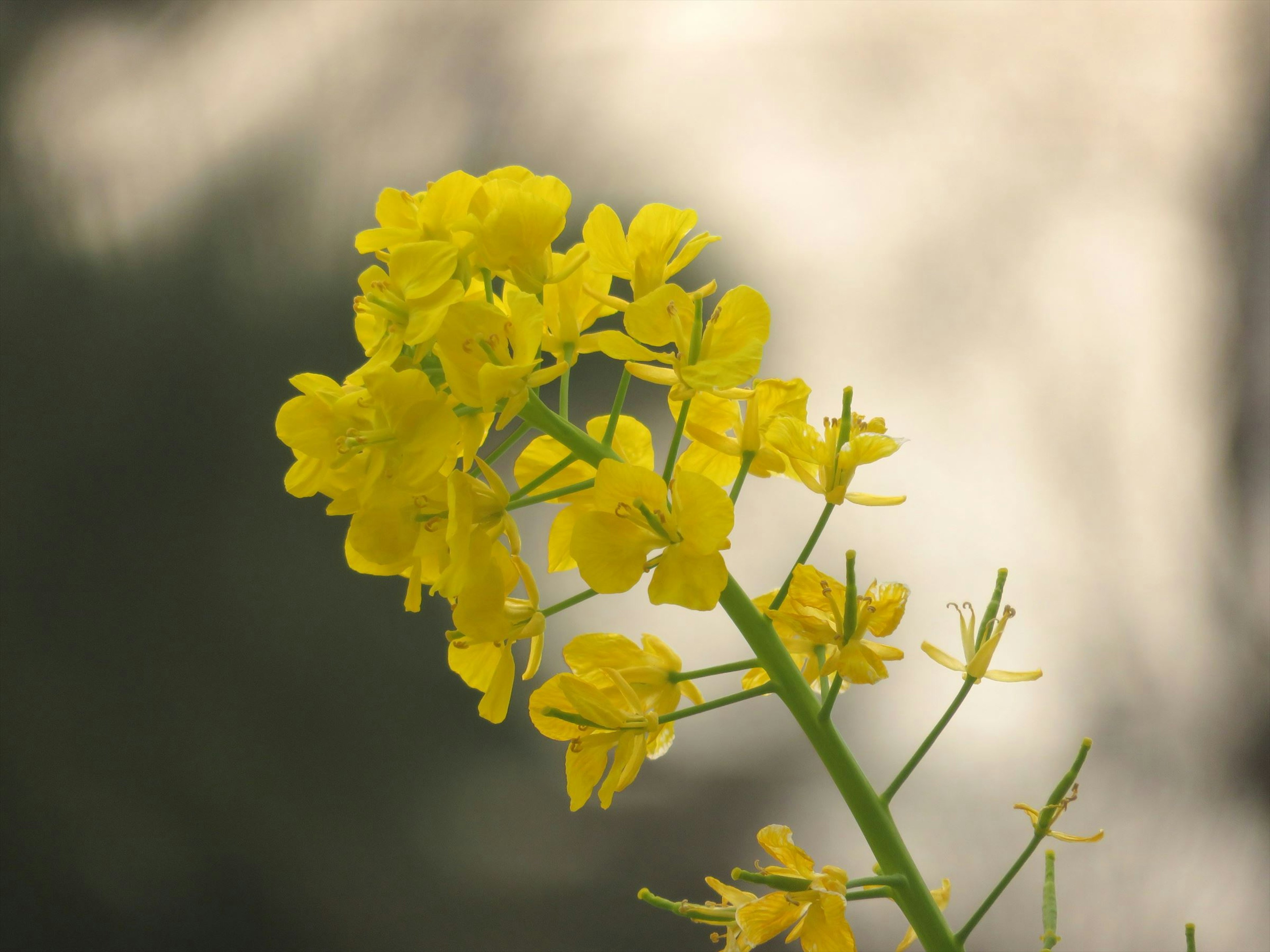 Primo piano di una pianta con fiori gialli vivaci