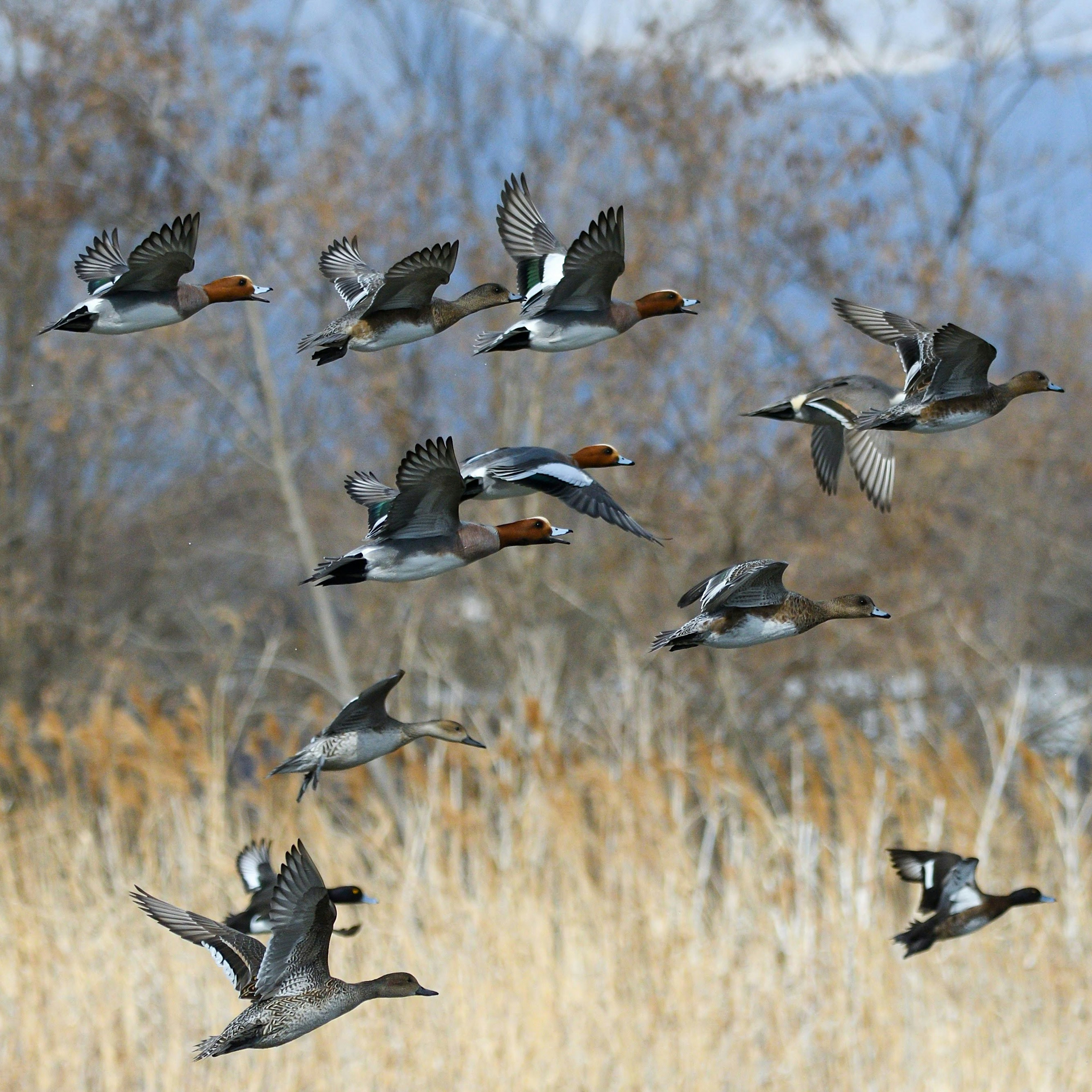 Eine Gruppe von Enten fliegt vor einem blauen Himmel