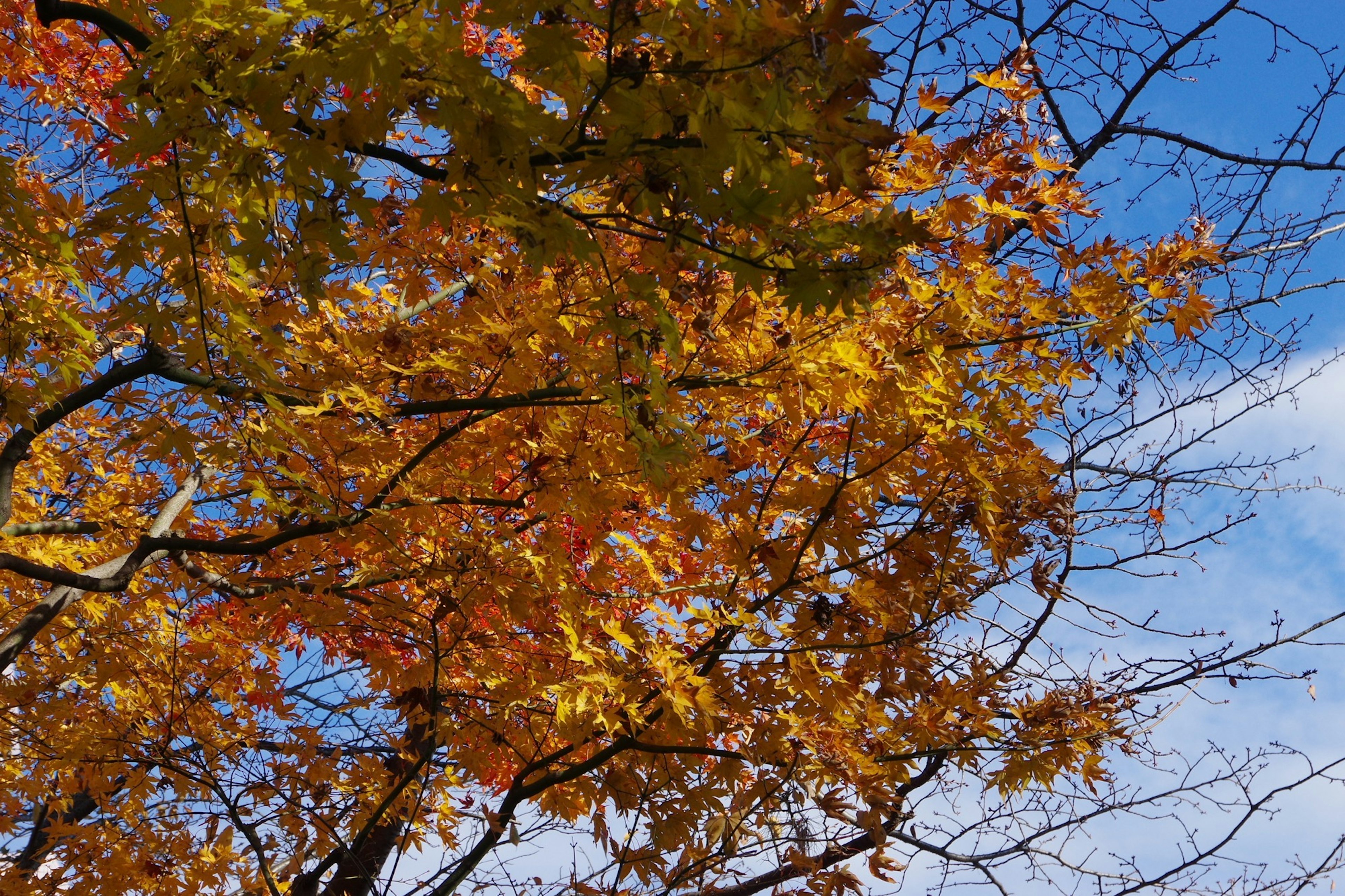 Lebendige gelbe und orange Herbstblätter vor blauem Himmel