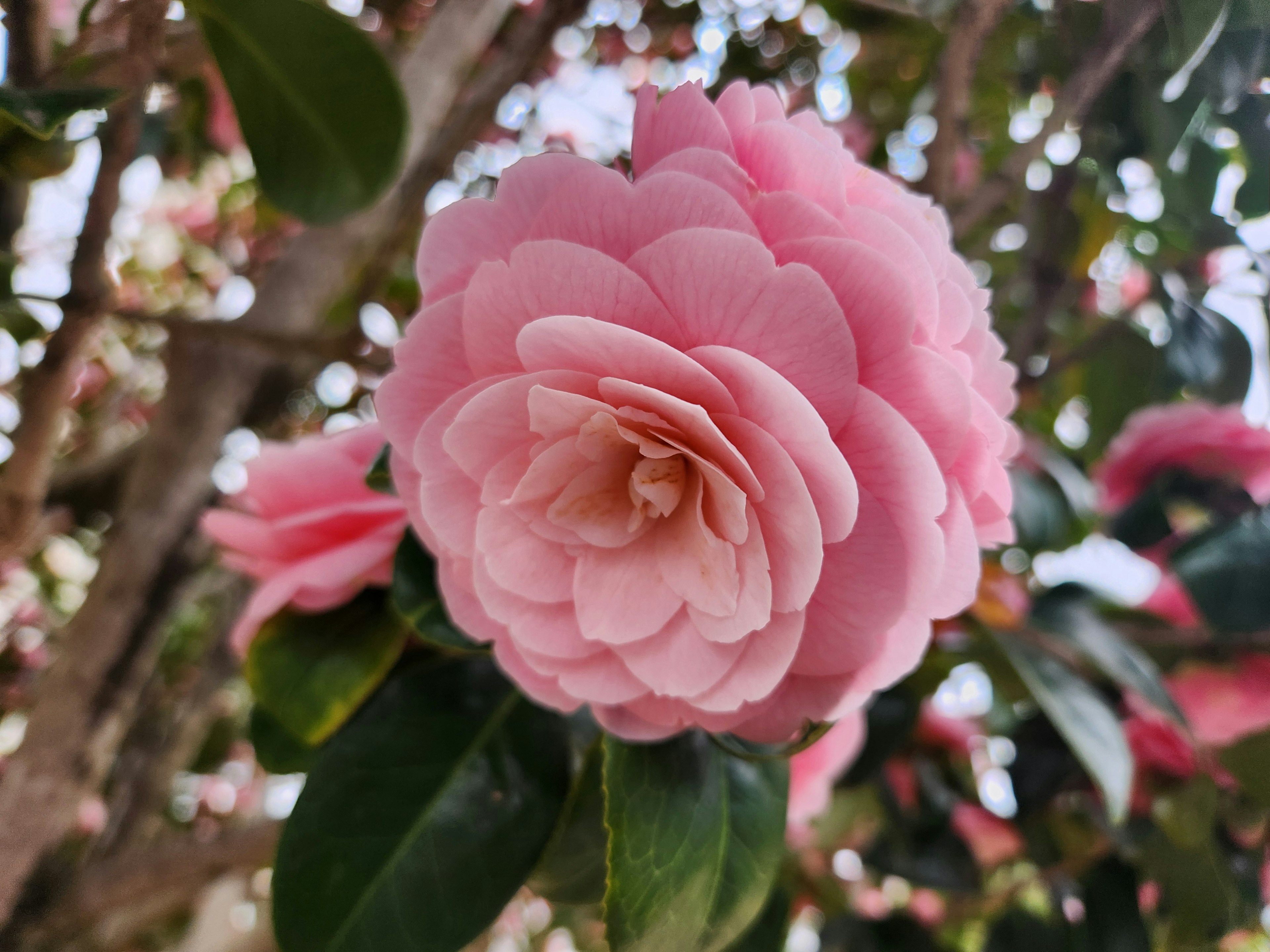 Acercamiento de una flor de camelia rosa en flor