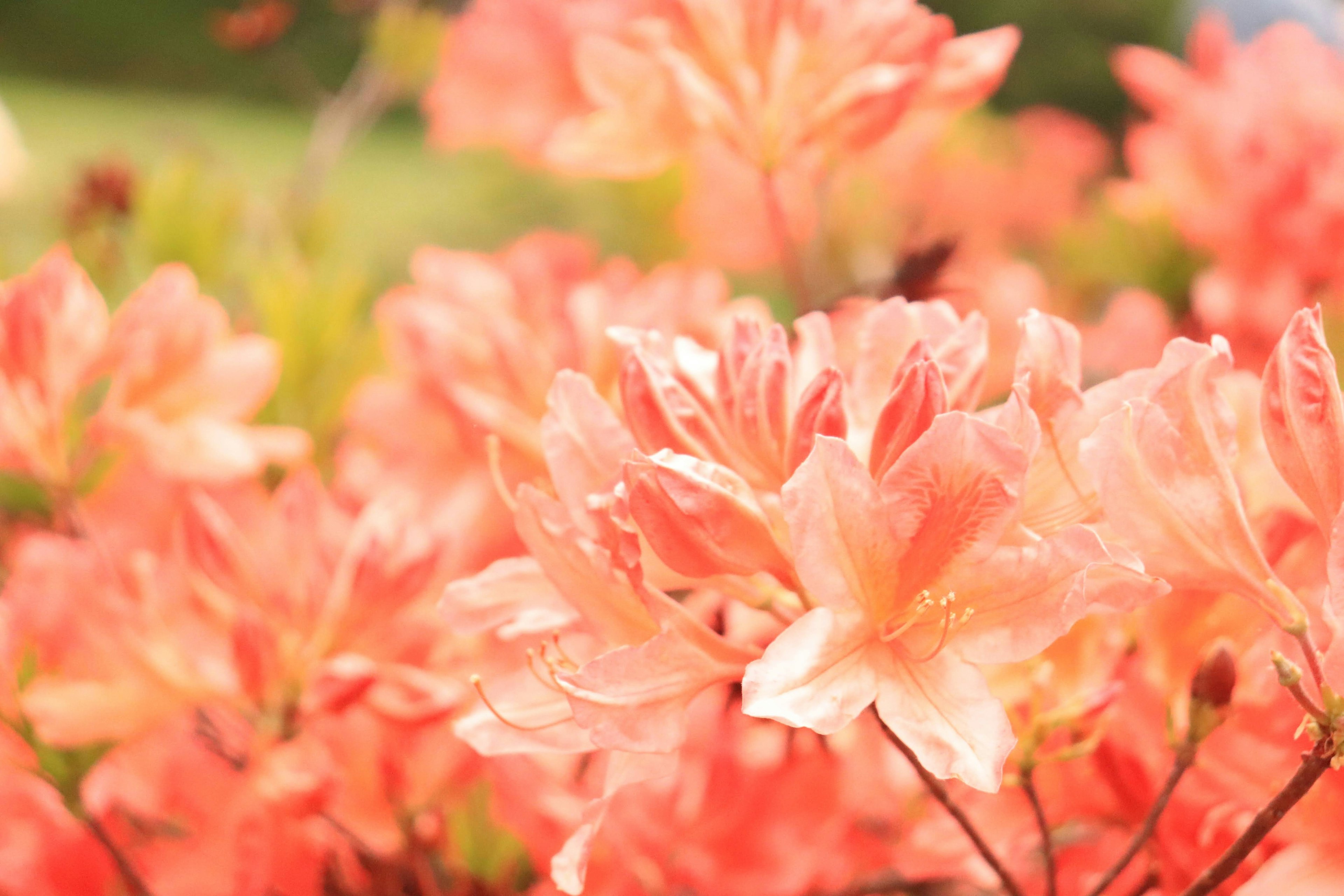 A vibrant display of soft orange azalea flowers in bloom