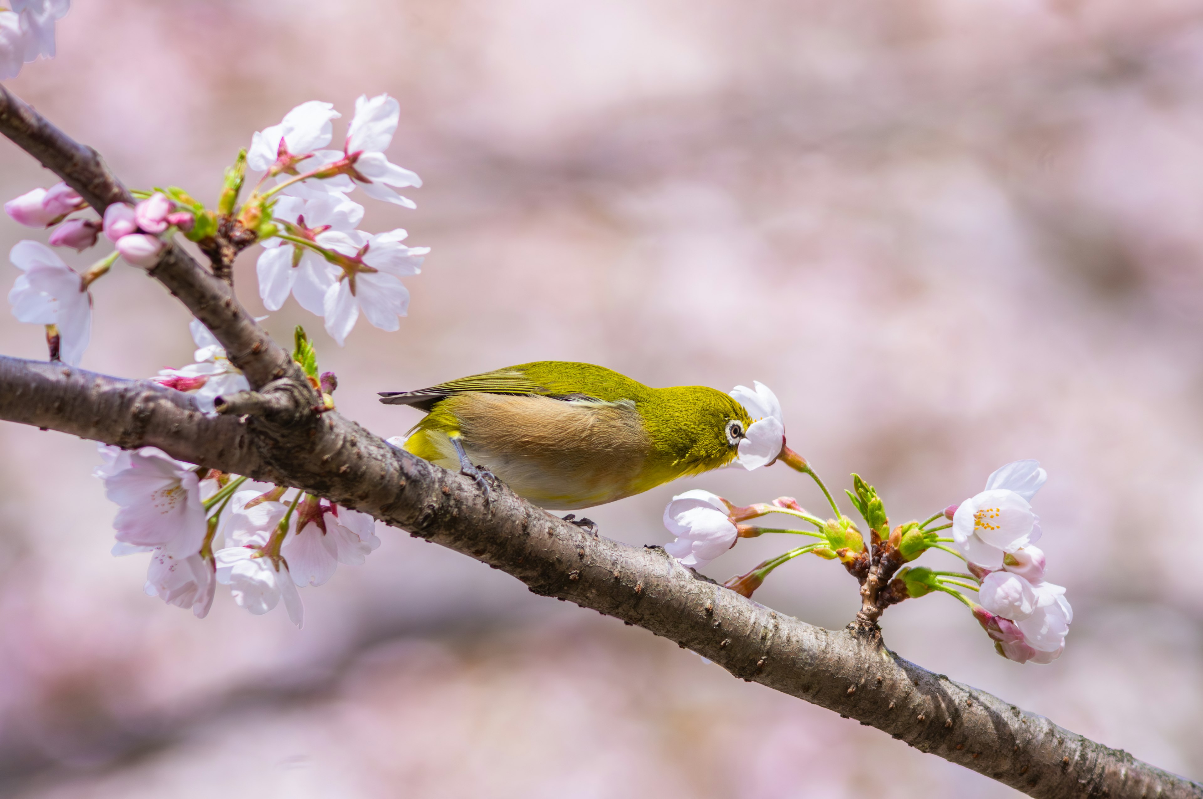 Pequeño pájaro verde posado en una rama de cerezo en flor